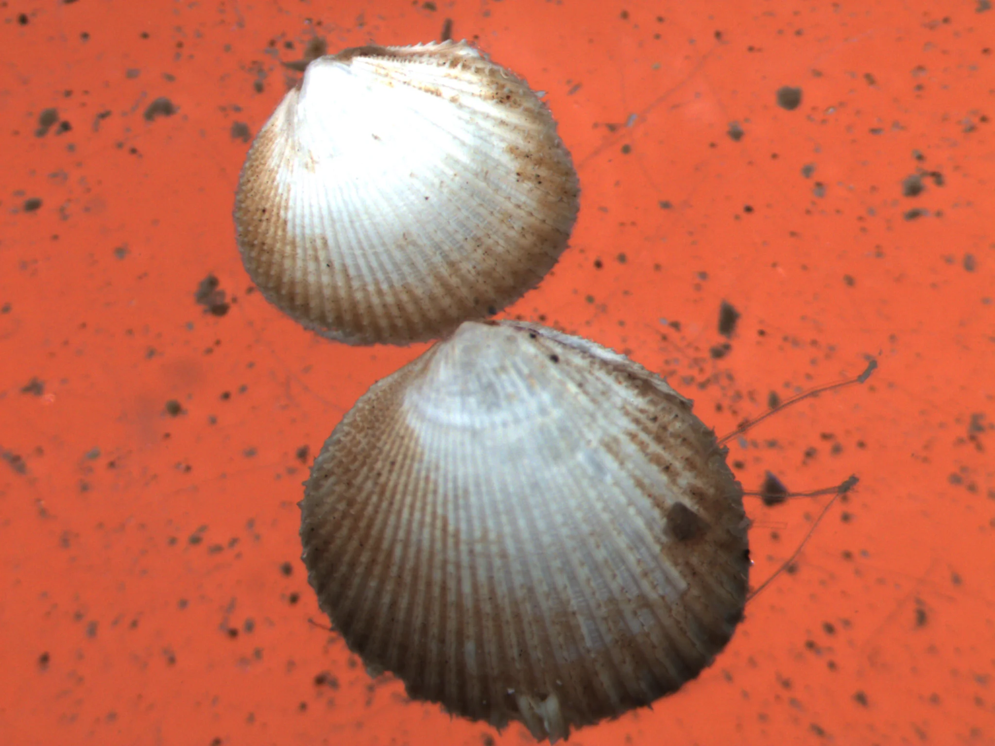 Parvicardium minimum