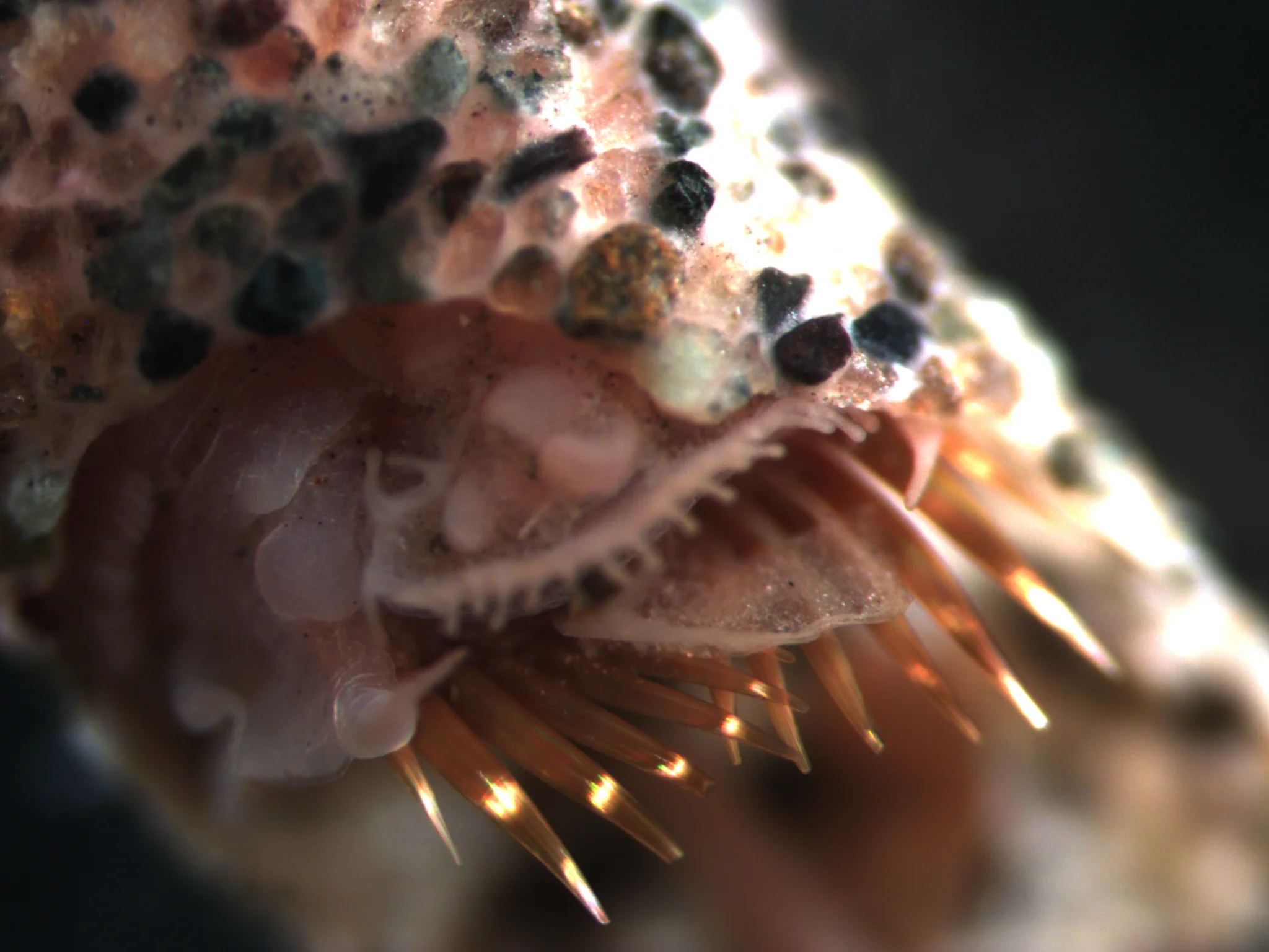 Pectinaria granulata