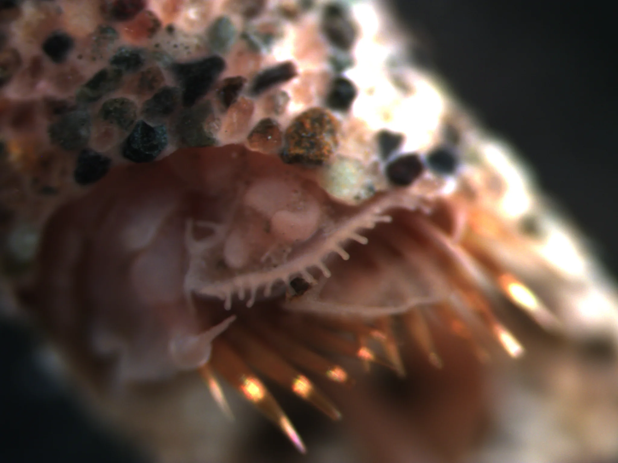 Pectinaria granulata