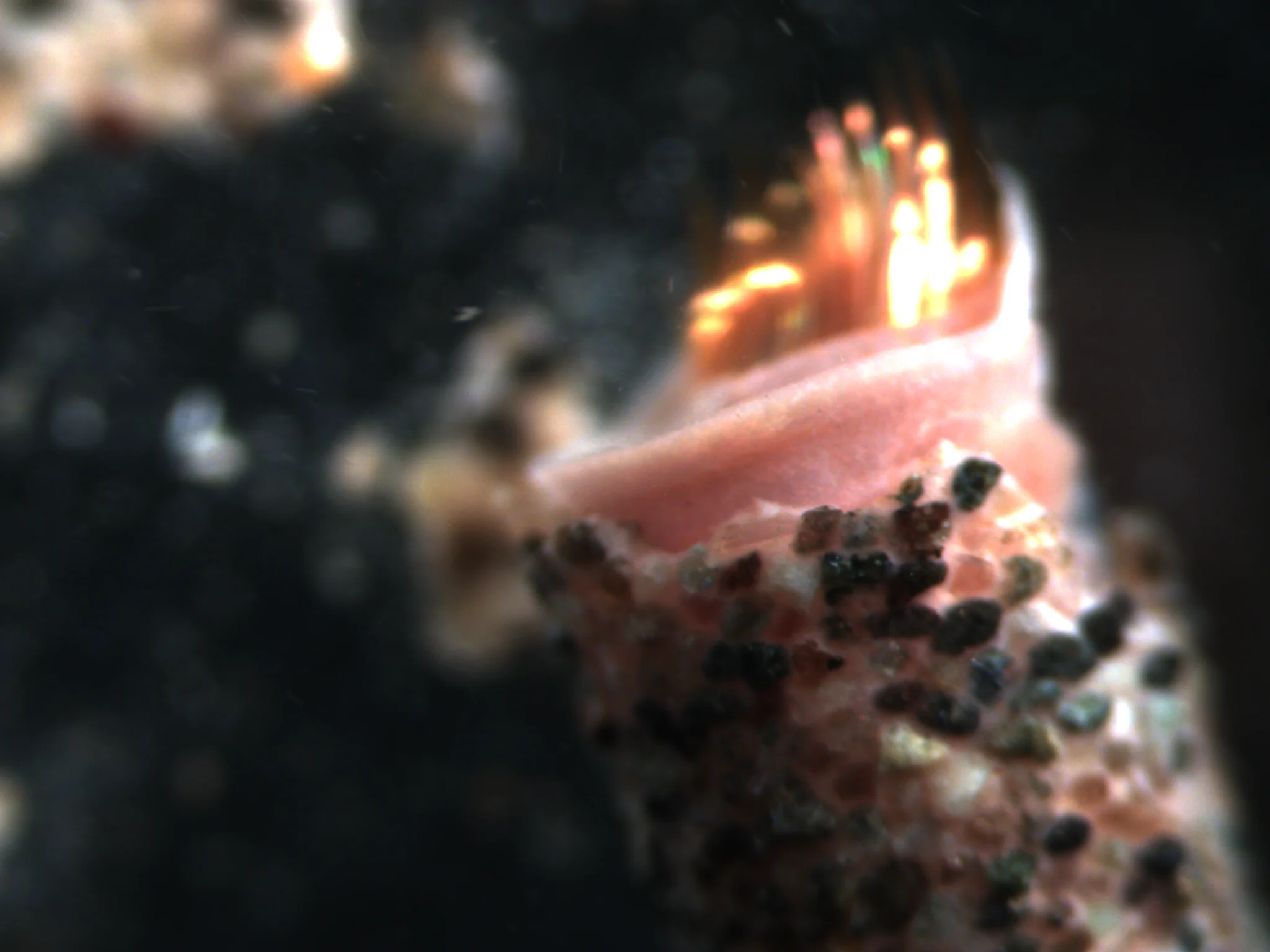 Pectinaria granulata