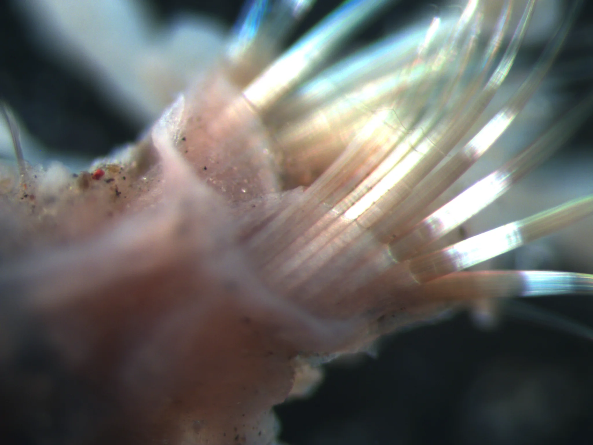Pectinaria hyperborea