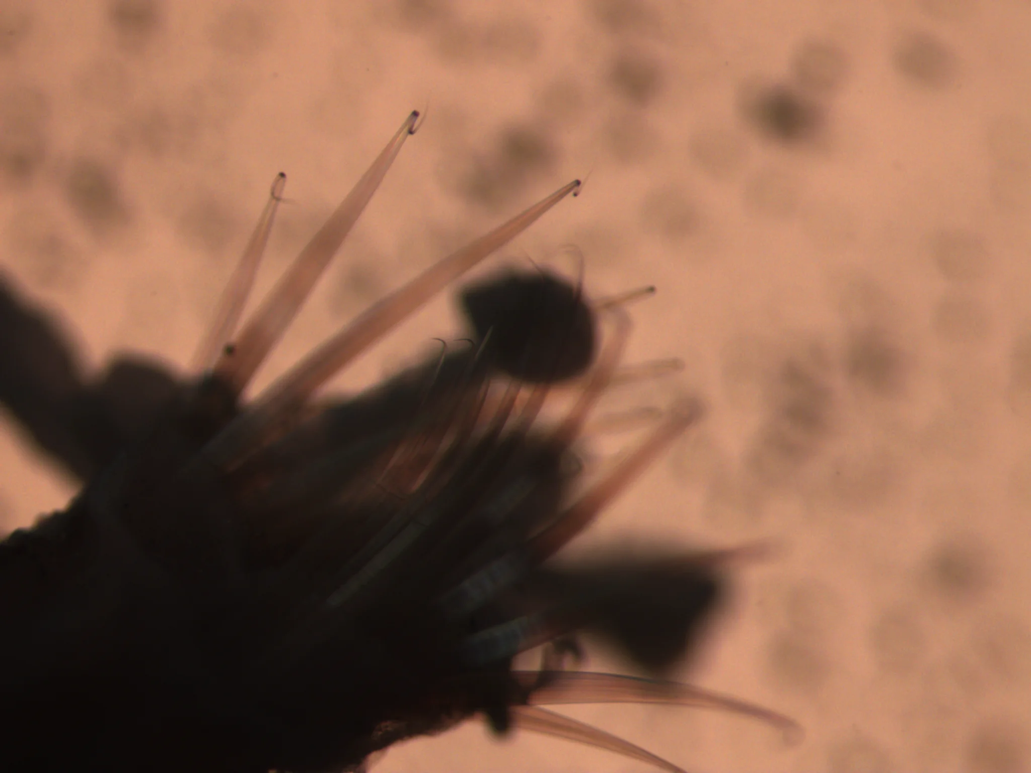 Pectinaria hyperborea
