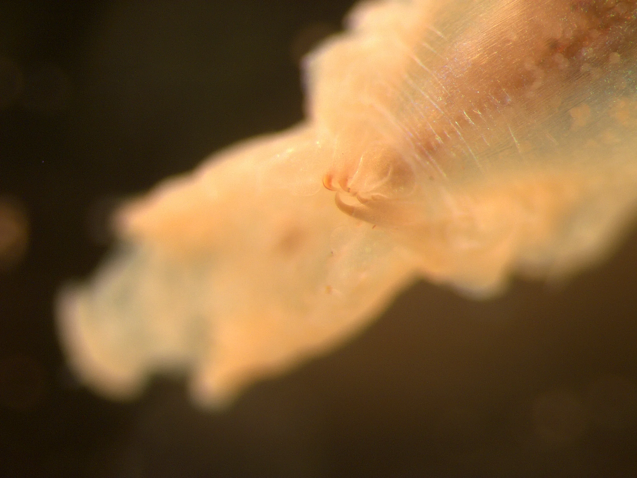 Pectinaria koreni