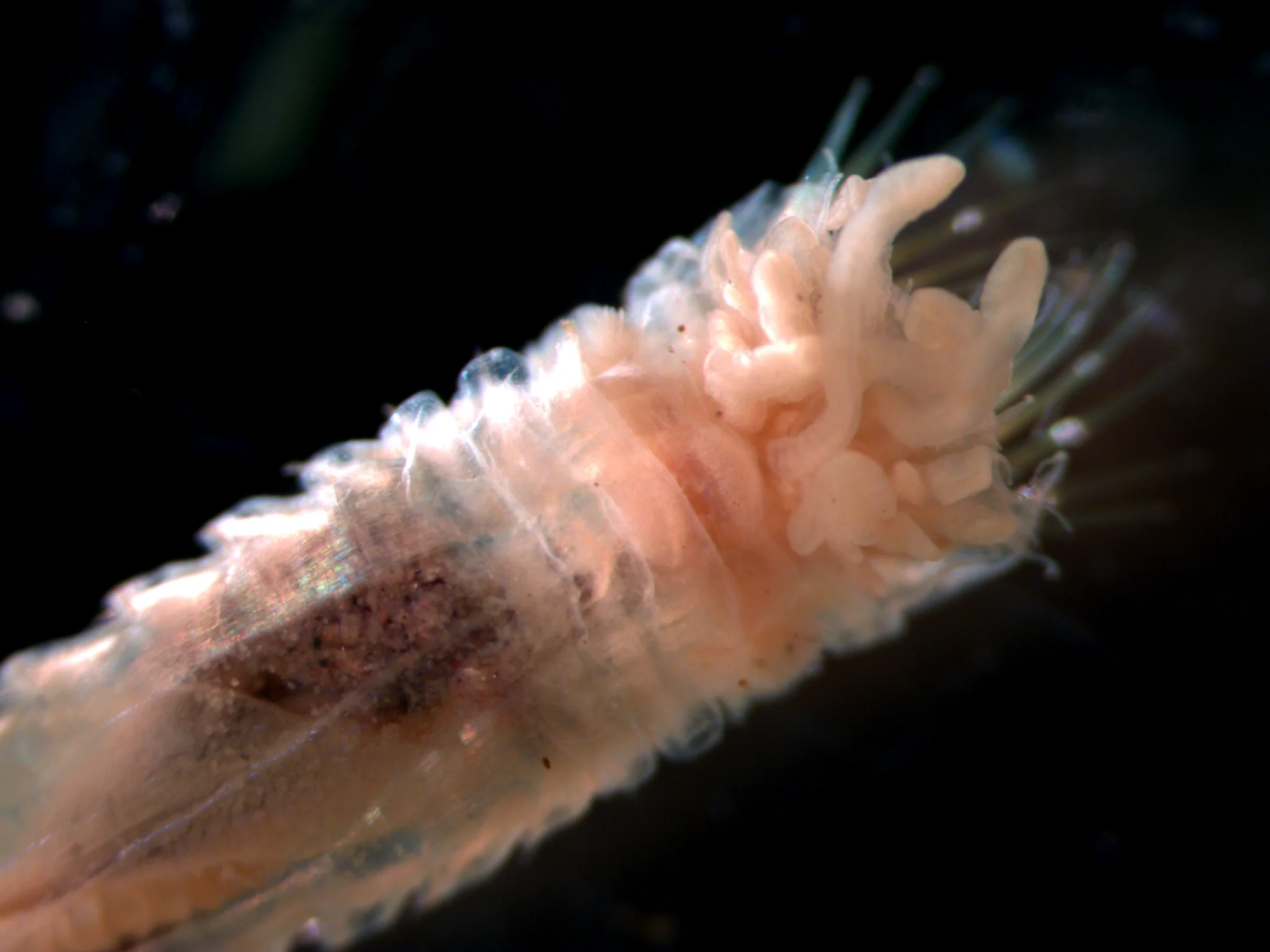 Pectinaria koreni