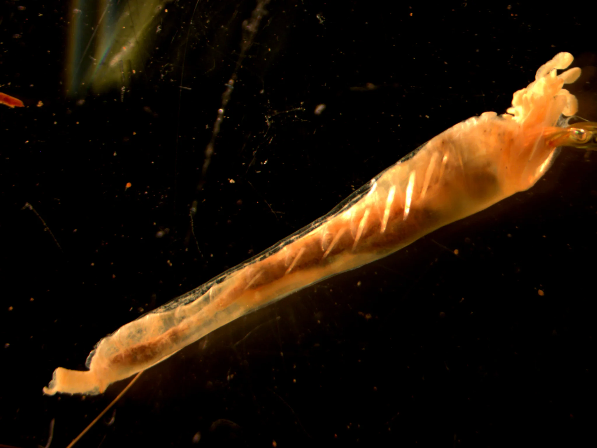 Pectinaria koreni