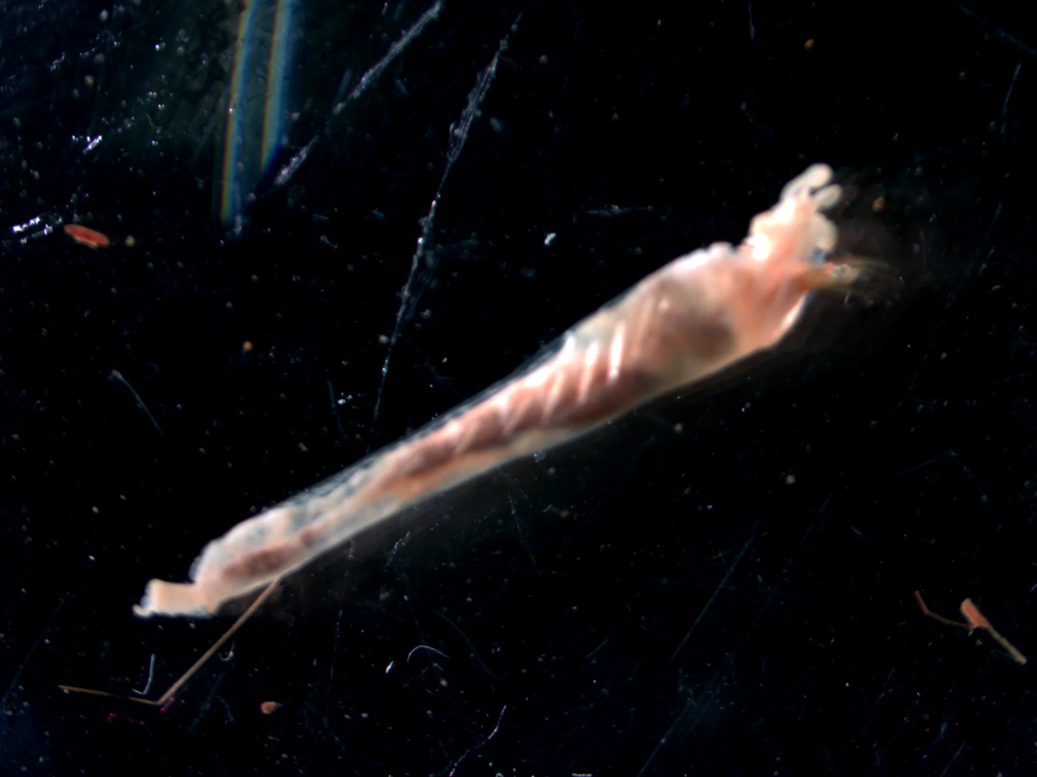 Pectinaria koreni