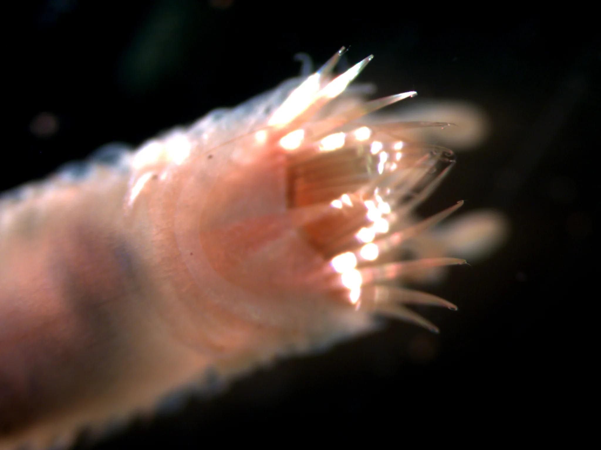 Pectinaria koreni