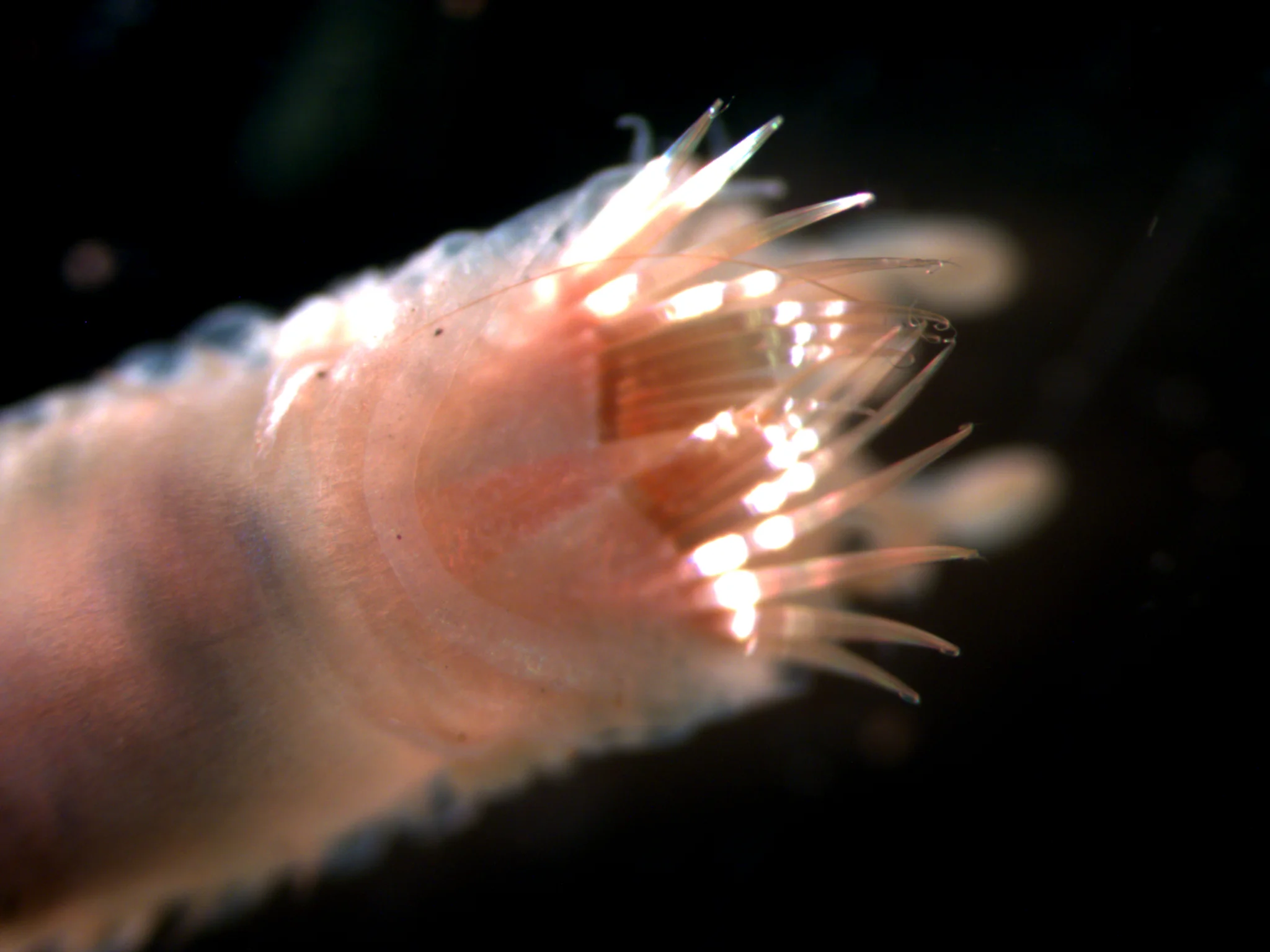 Pectinaria koreni