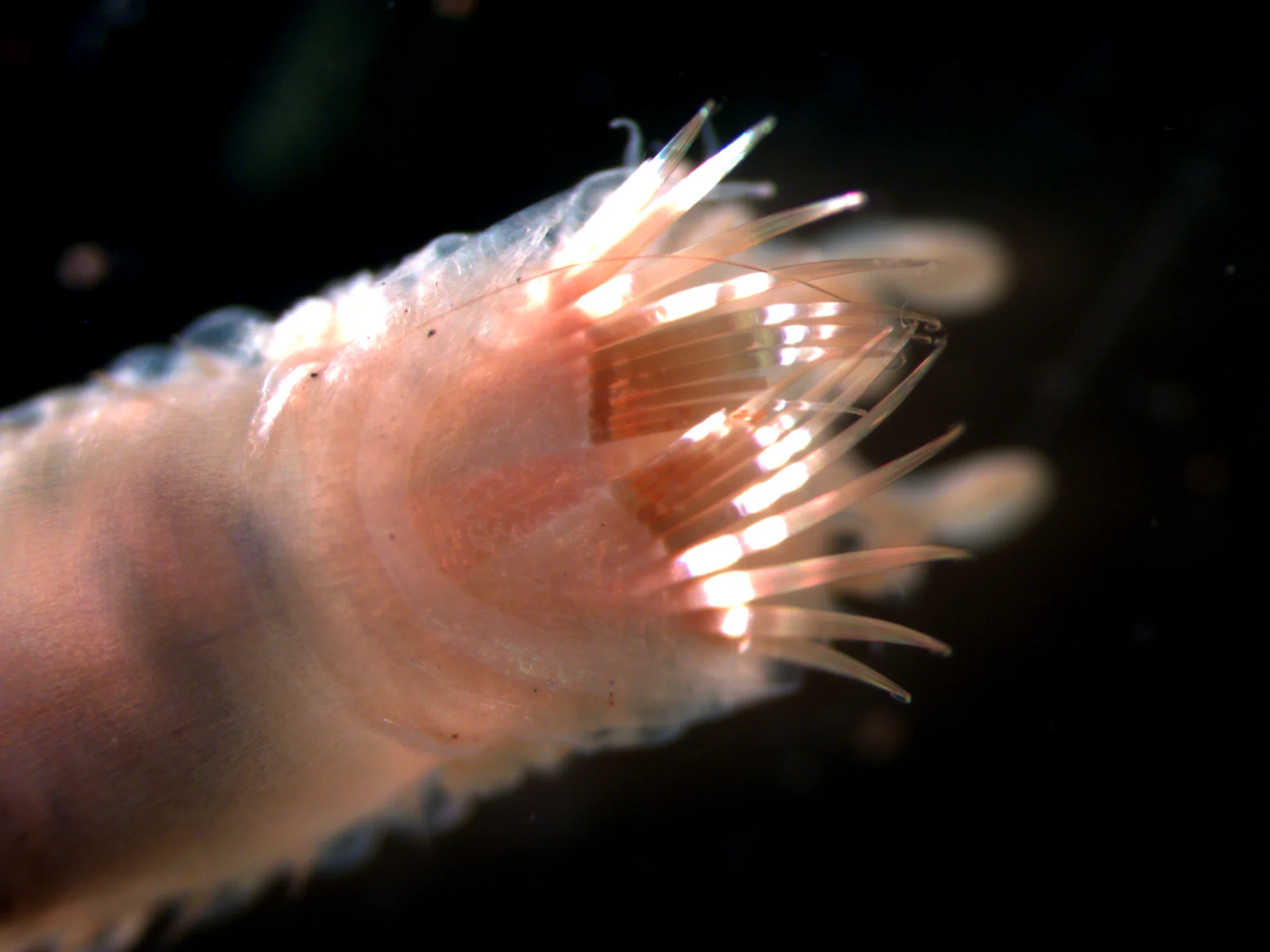 Pectinaria koreni