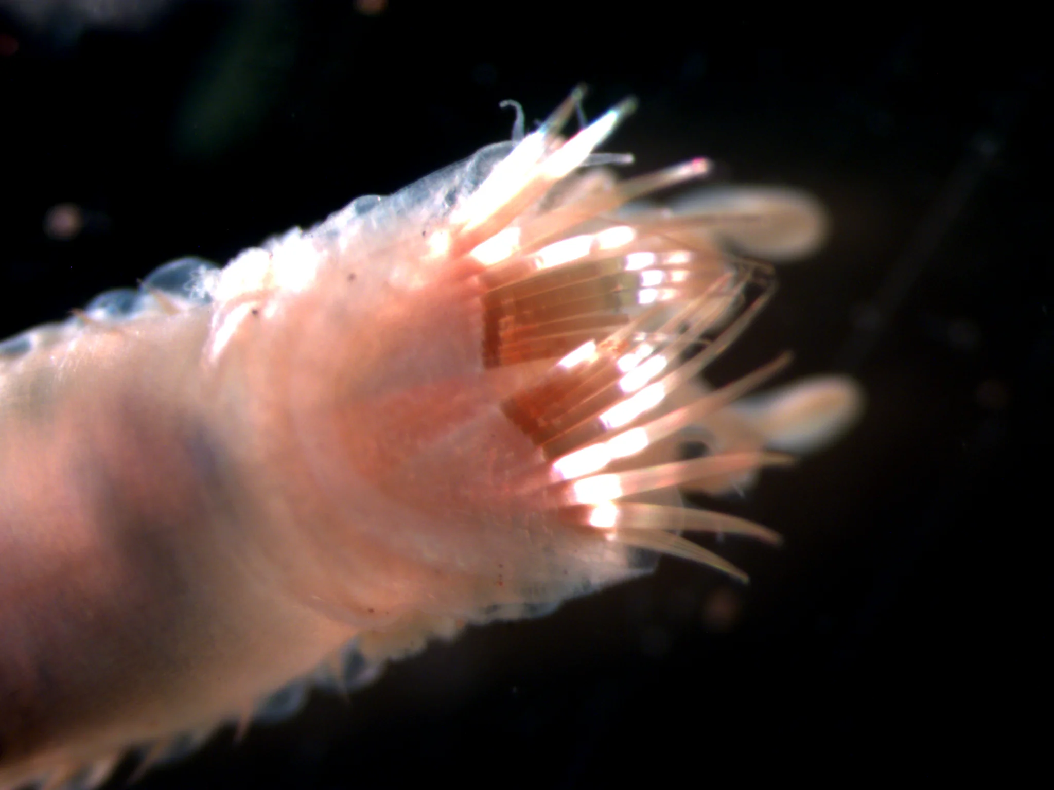 Pectinaria koreni