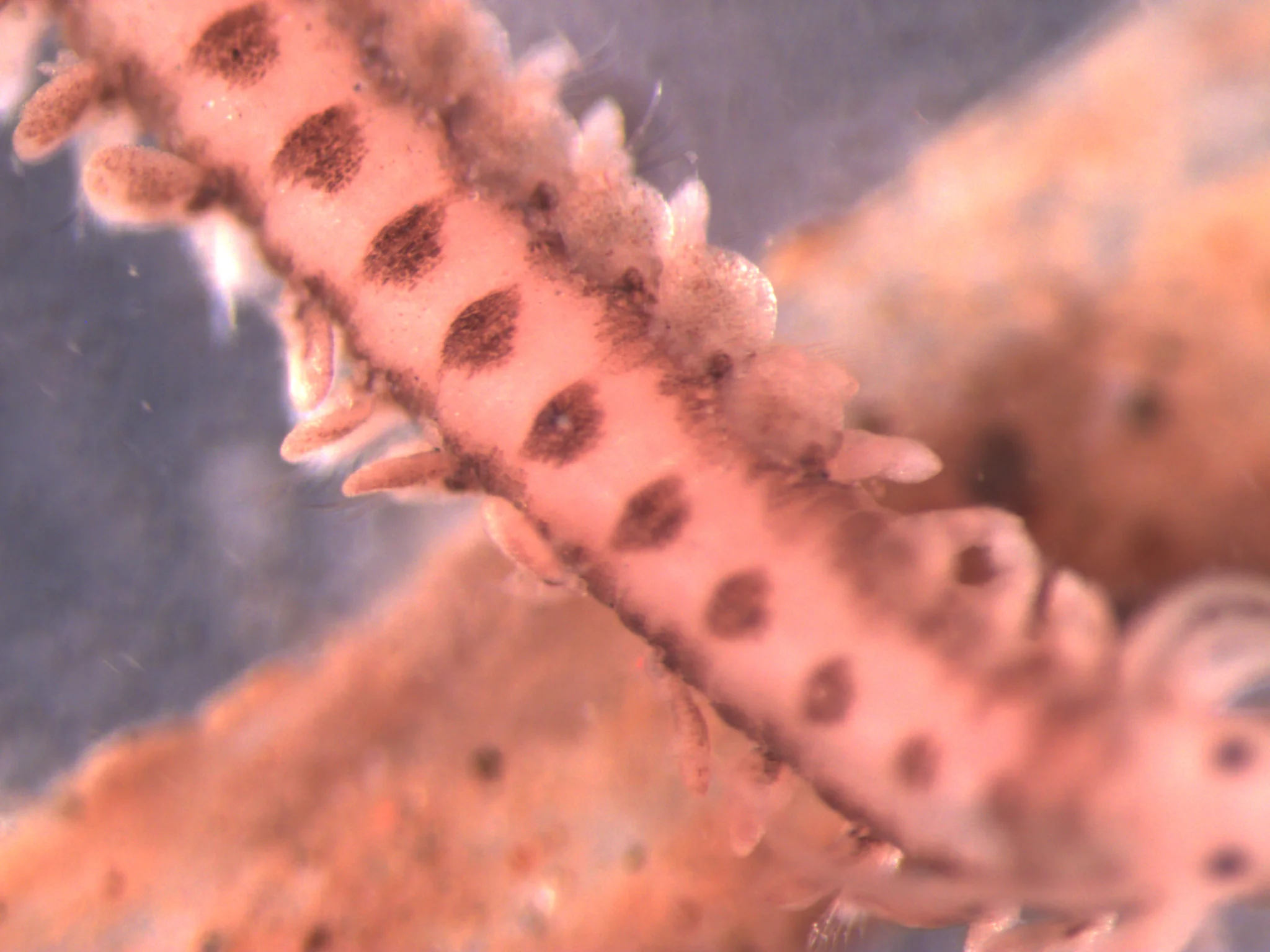 Phyllodoce maculata
