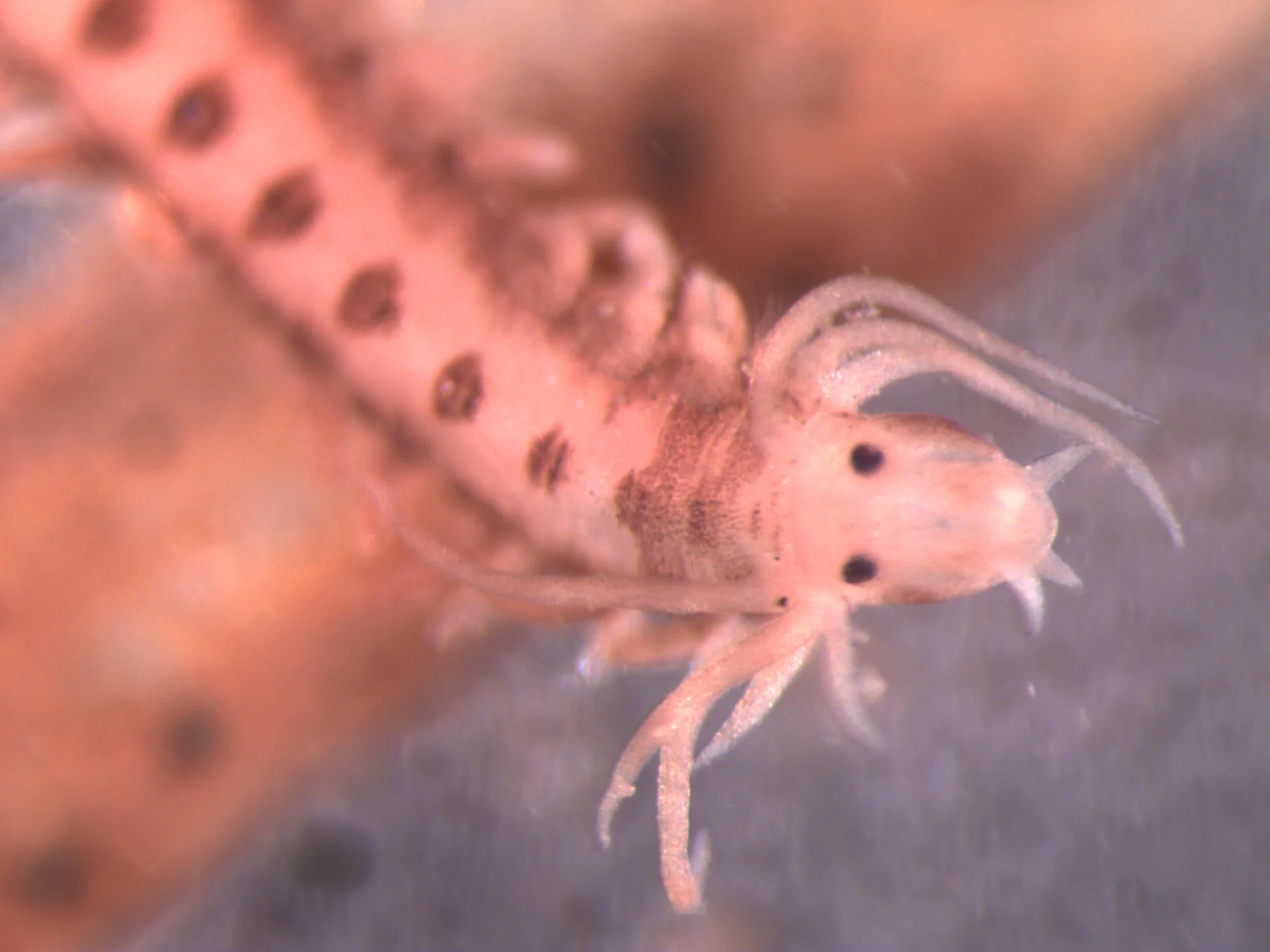 Phyllodoce maculata