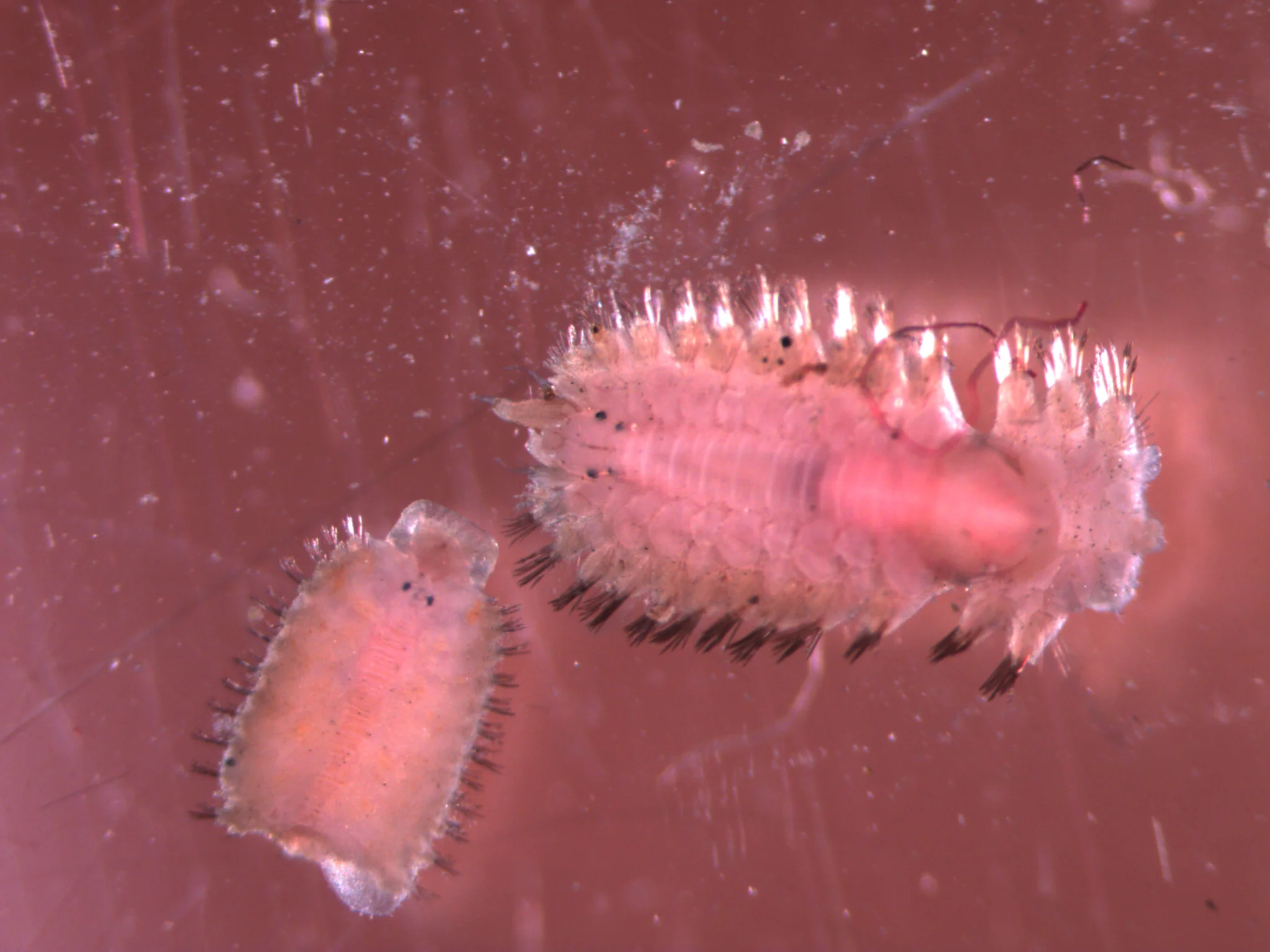 Polynoidae
