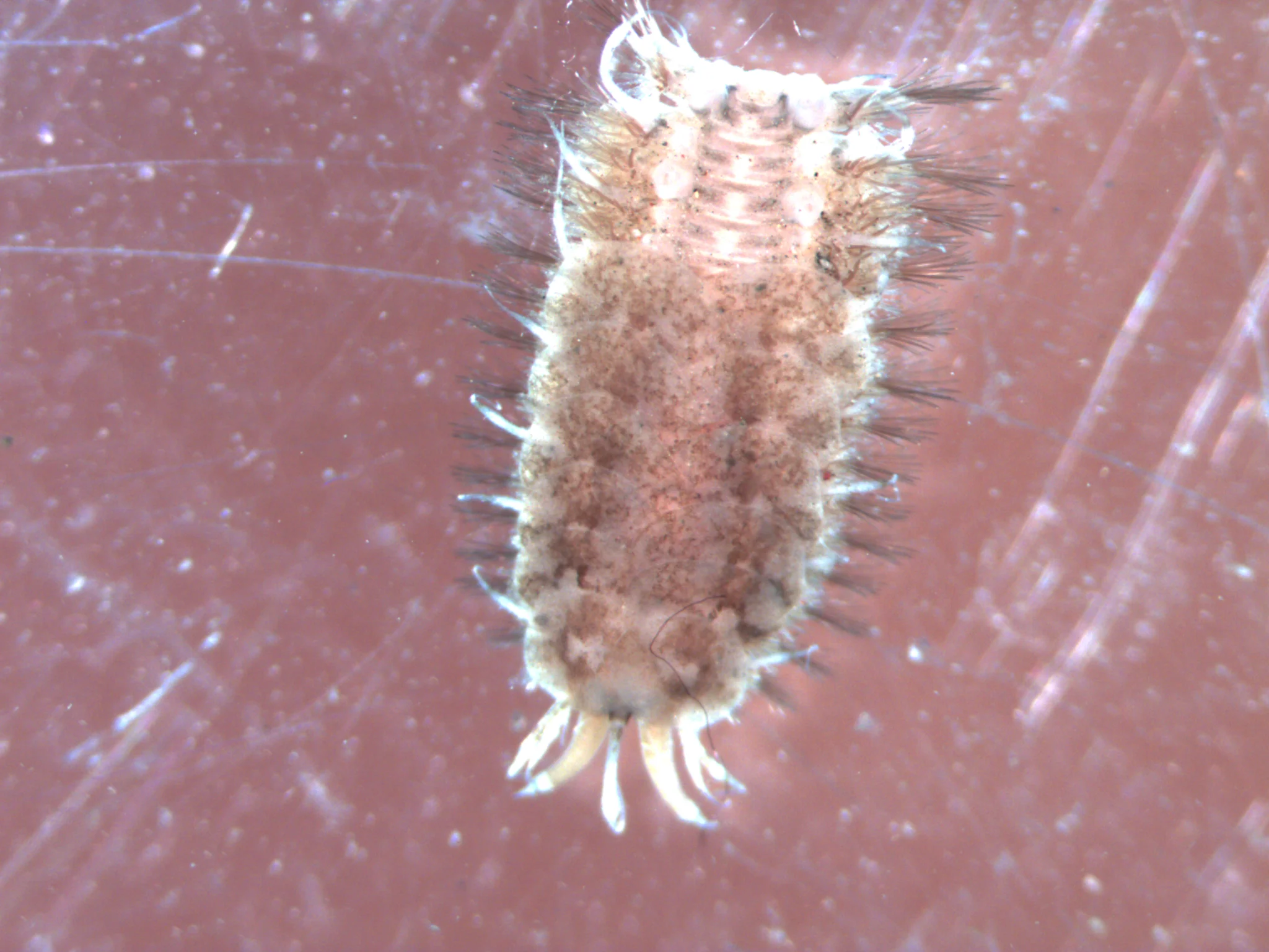 Polynoidae