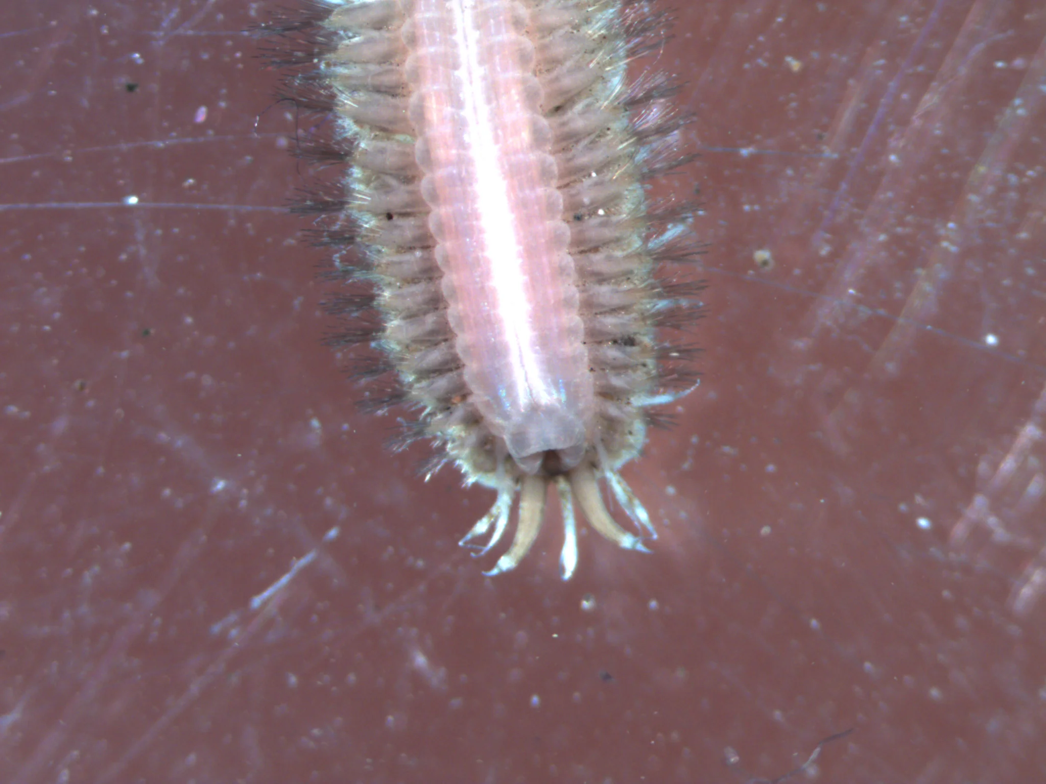 Polynoidae