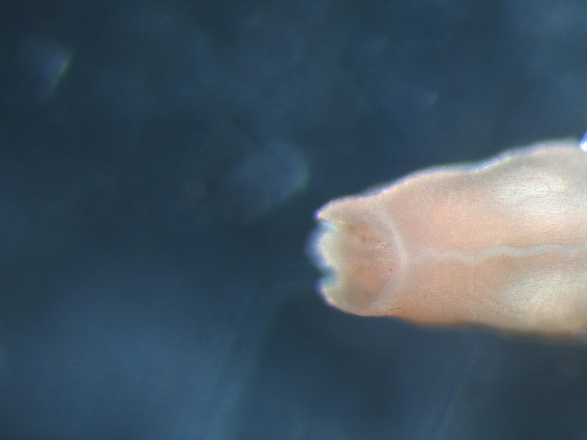 Praxillella praetermissa