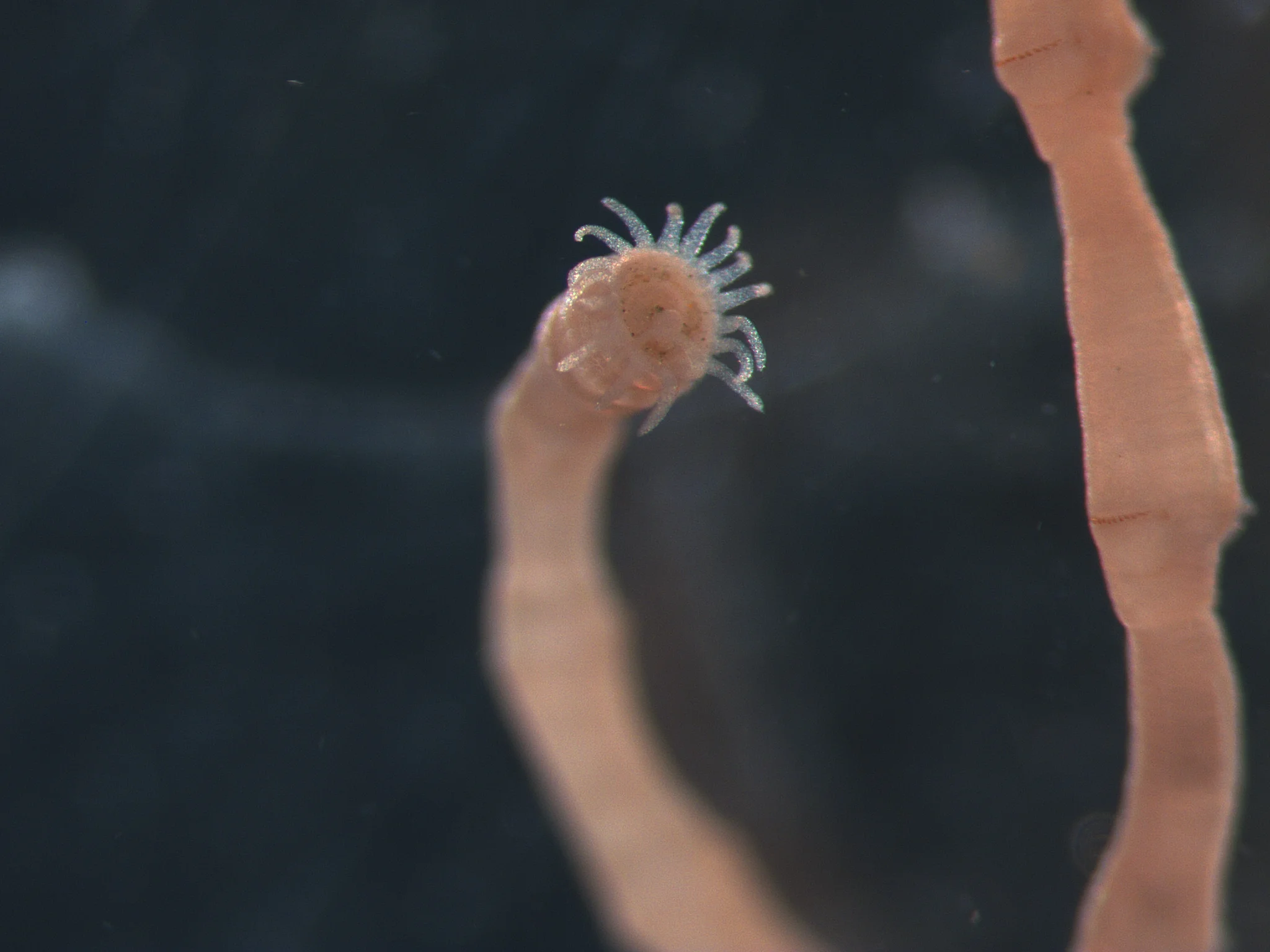 Praxillella praetermissa