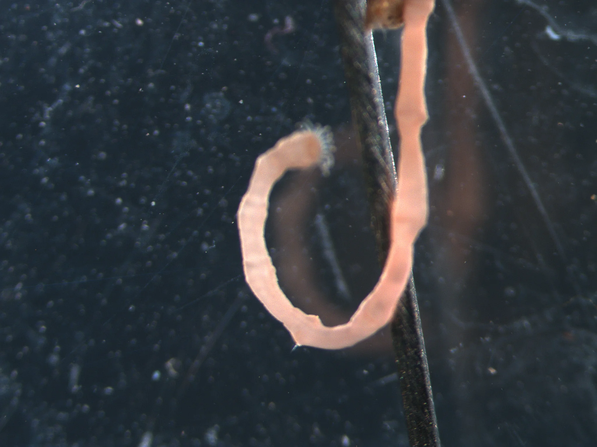 Praxillella praetermissa