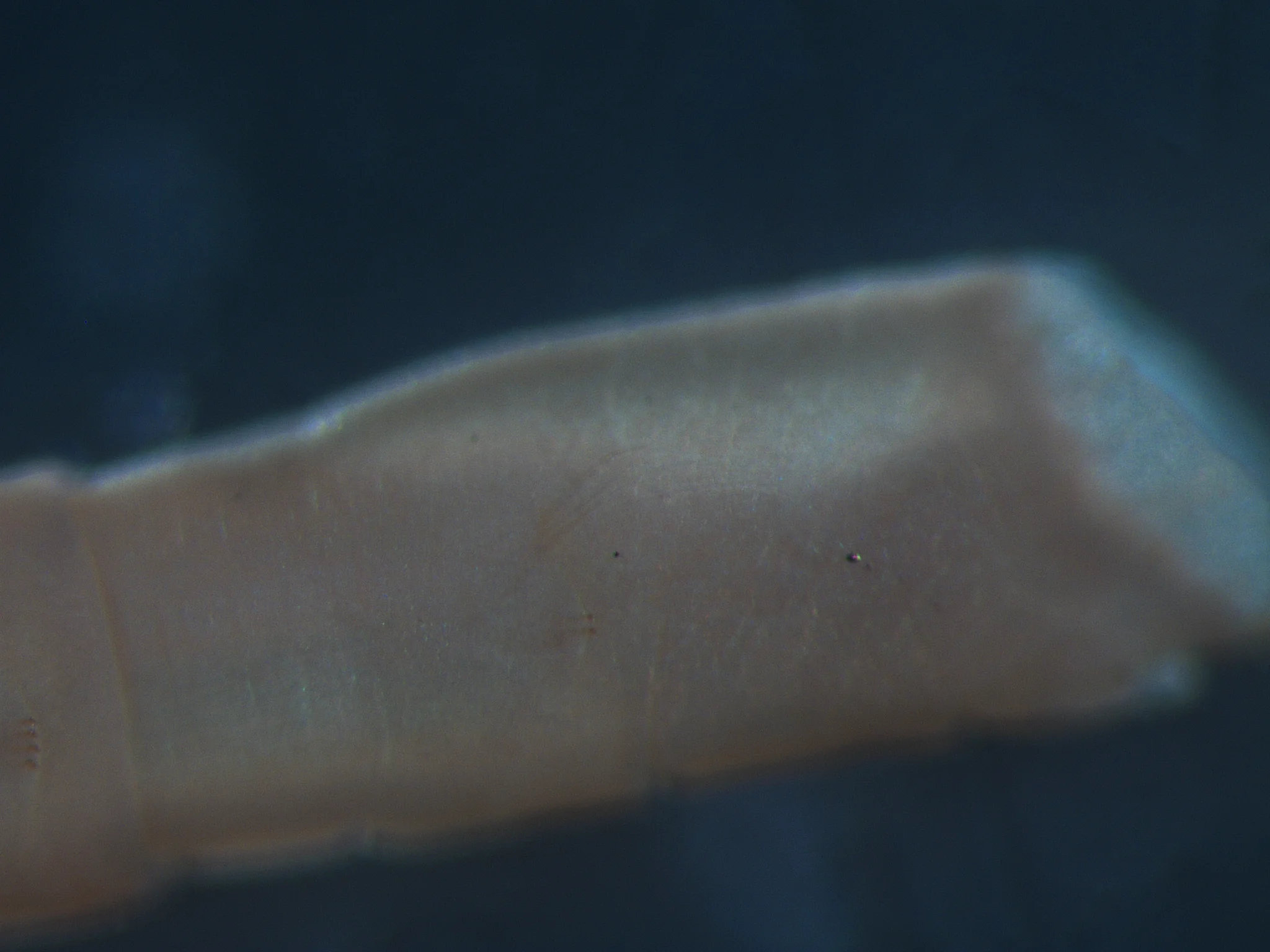 Praxillella praetermissa