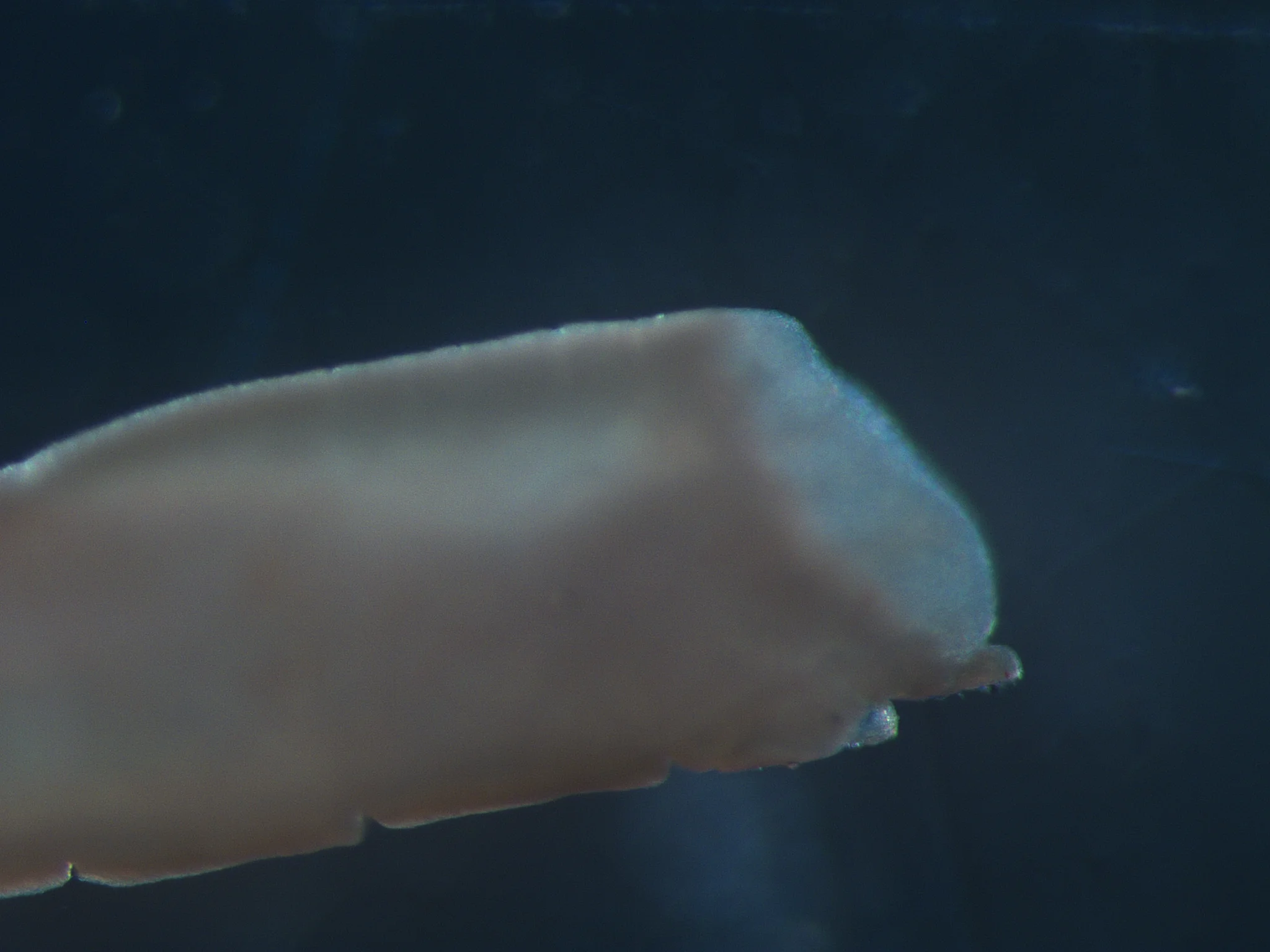 Praxillella praetermissa