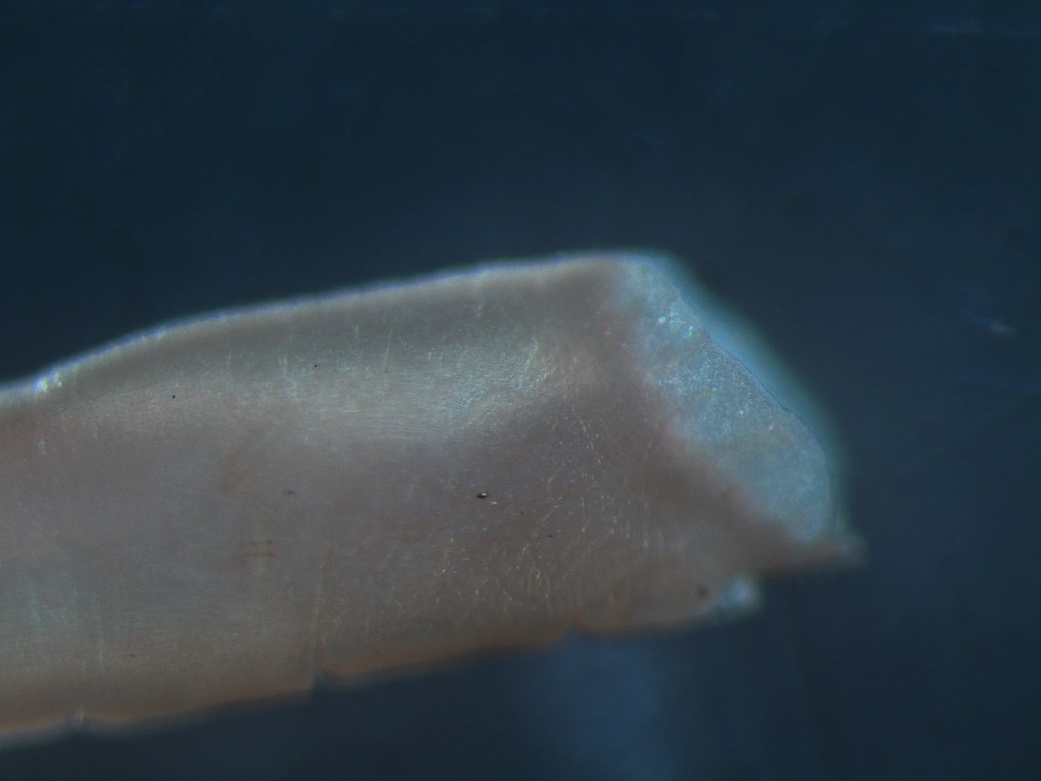 Praxillella praetermissa