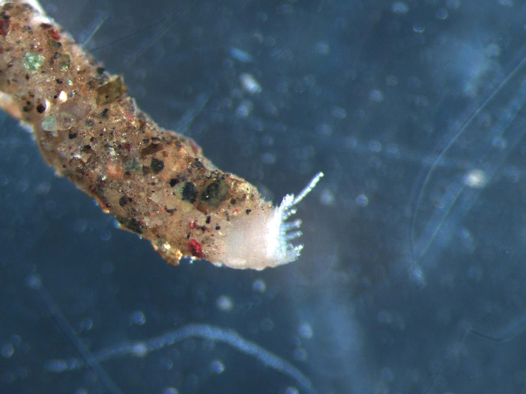 Praxillella praetermissa