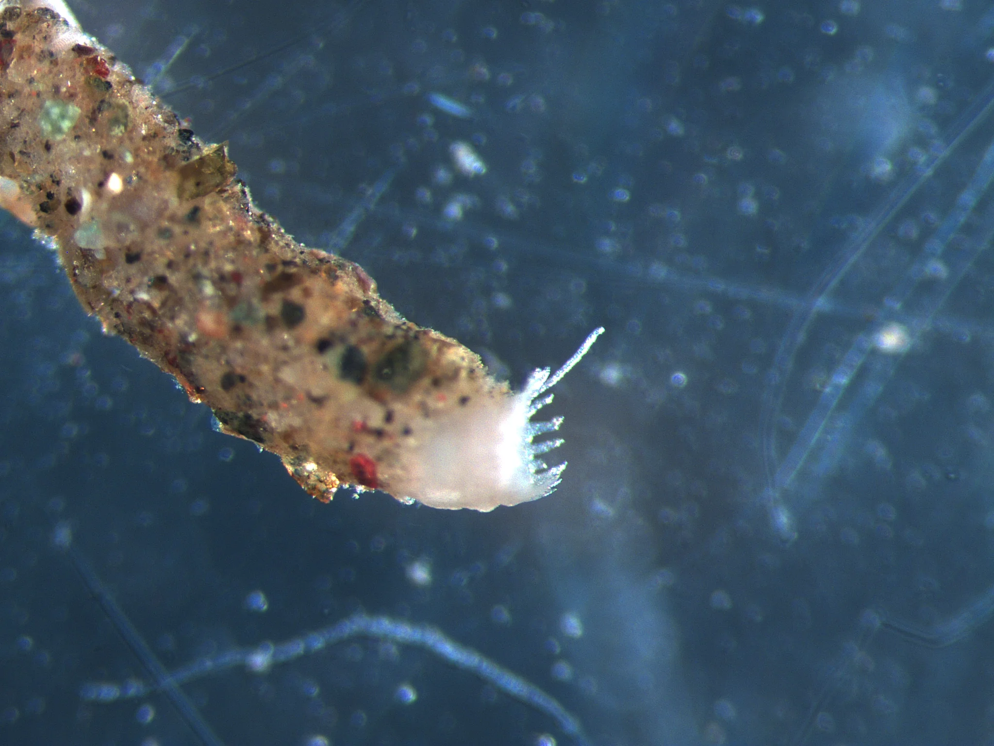 Praxillella praetermissa