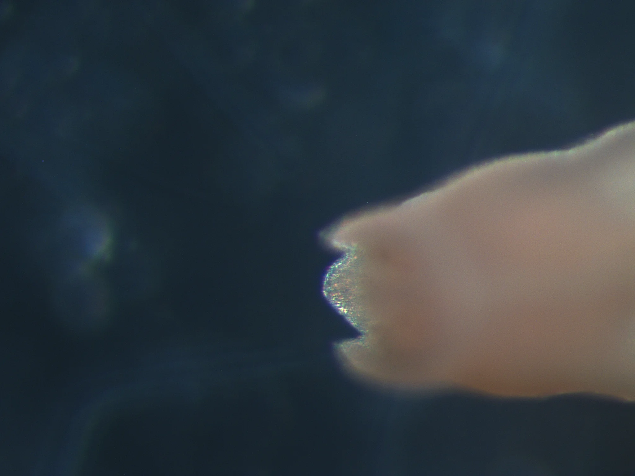 Praxillella praetermissa