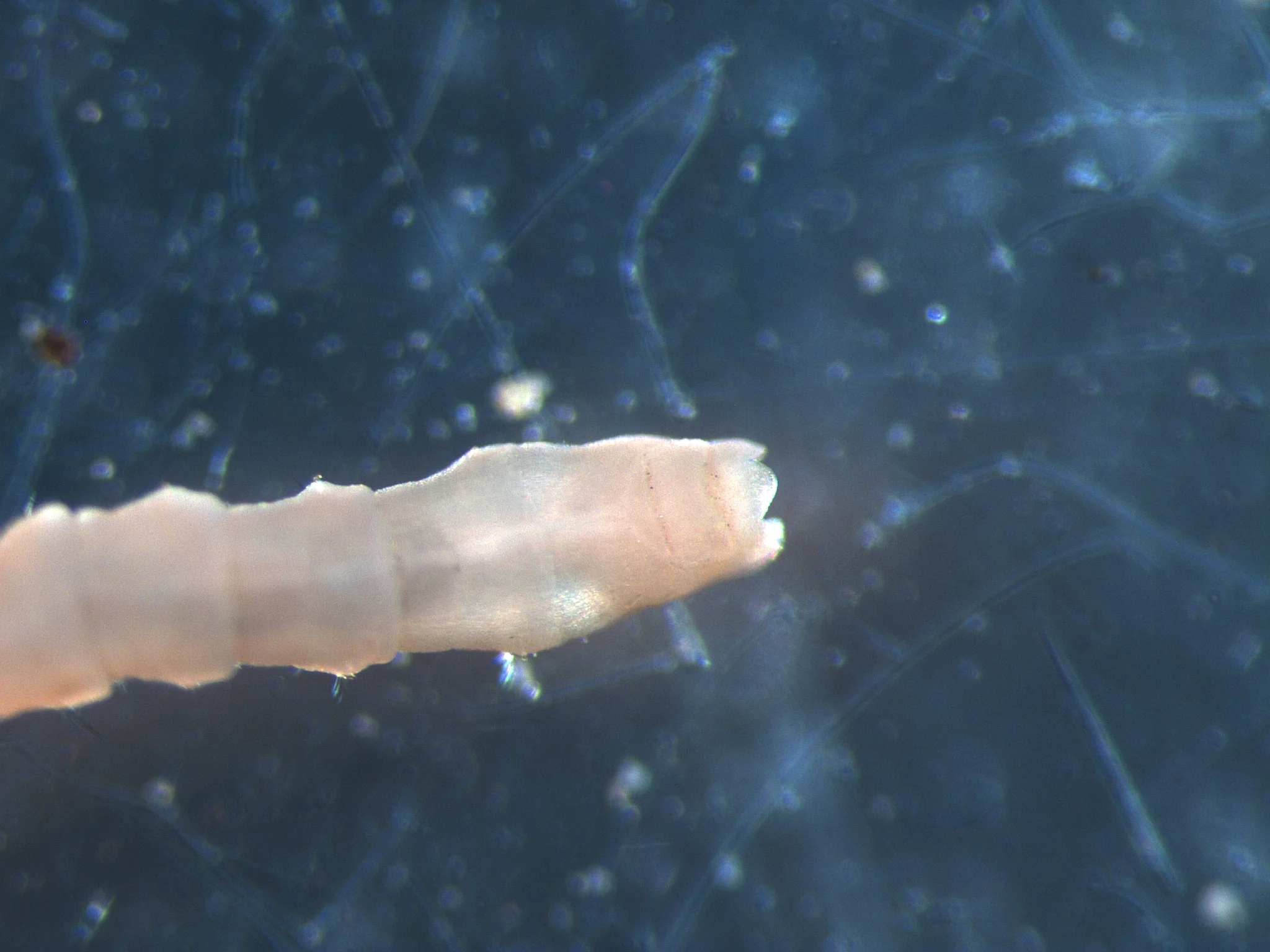 Praxillella praetermissa