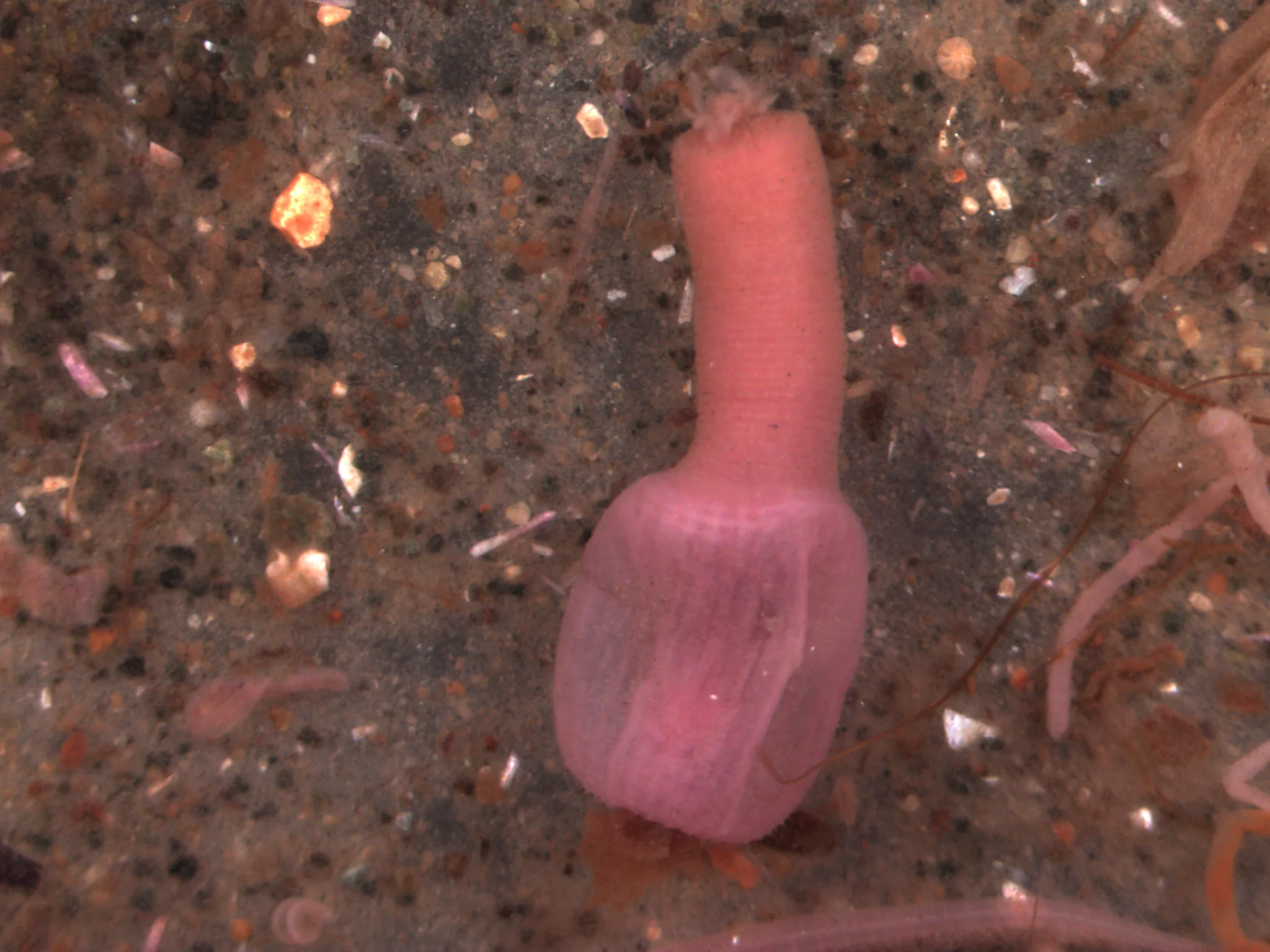 Priapulidae