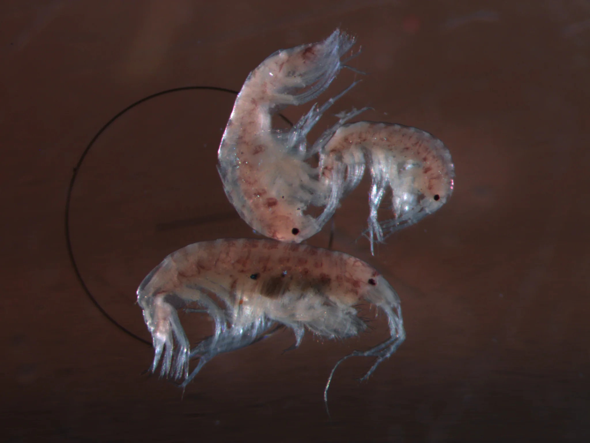 Protomedeia fasciata