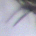Protomedeia fasciata