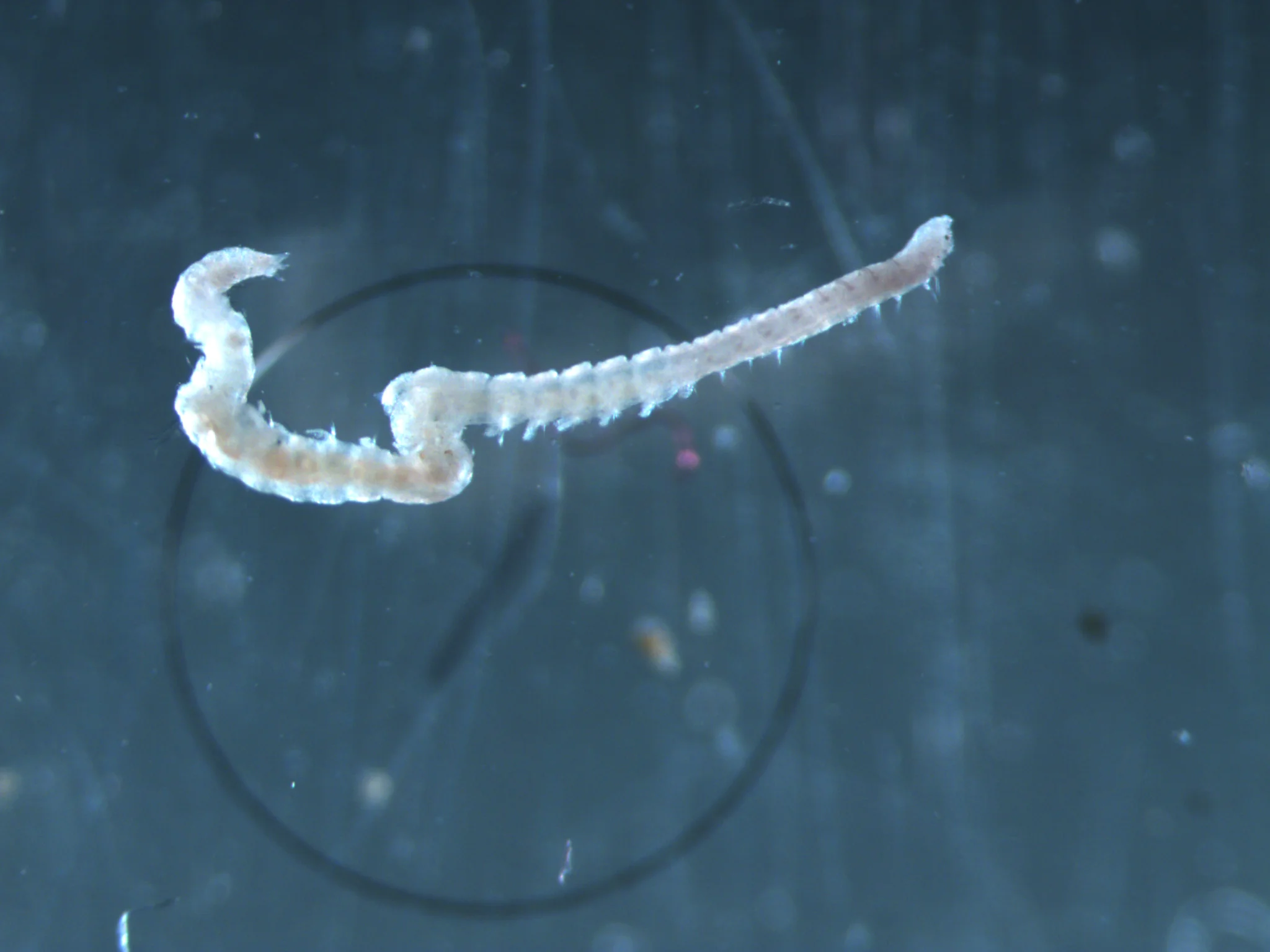 Pygospio elegans