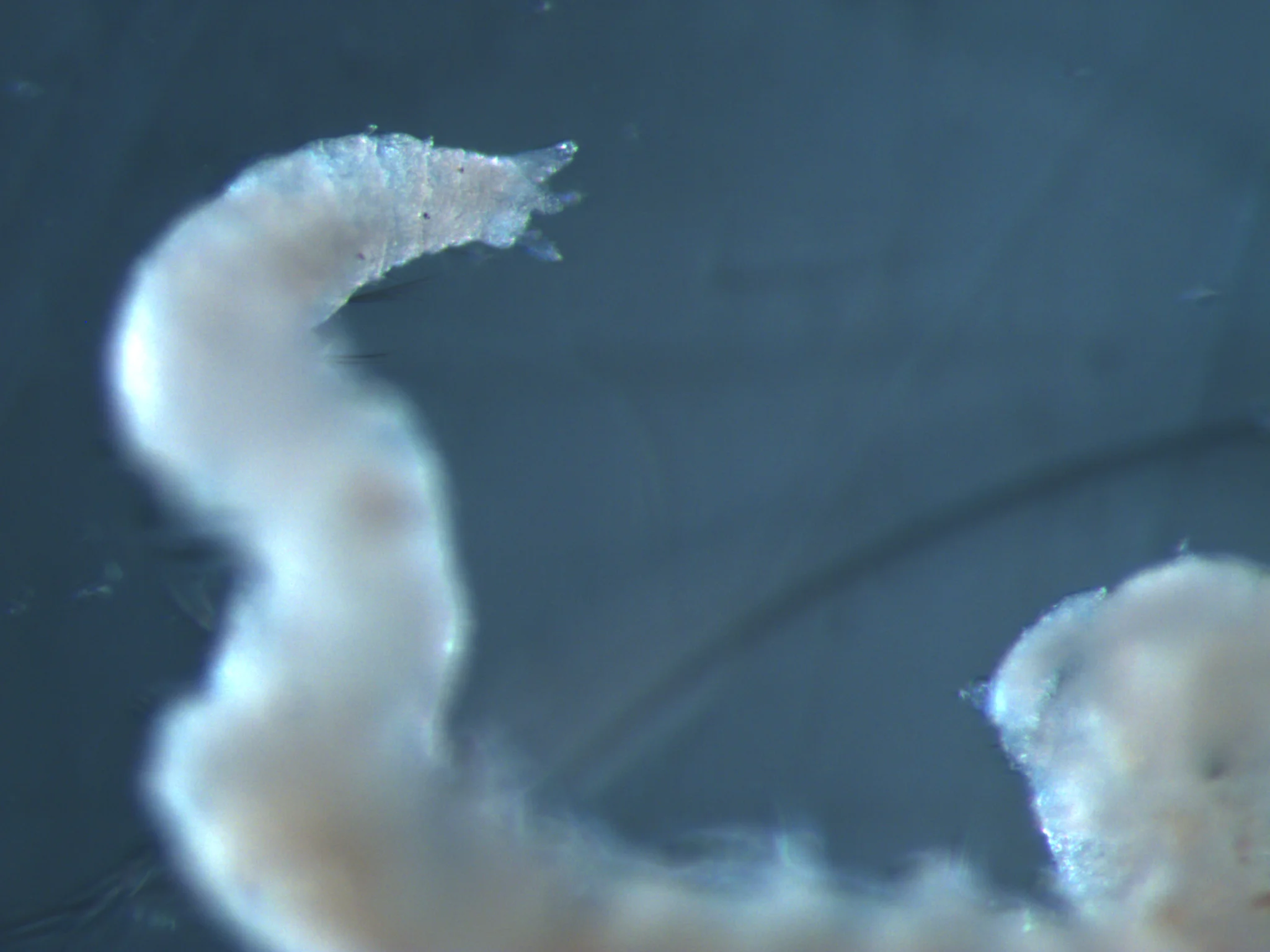 Pygospio elegans