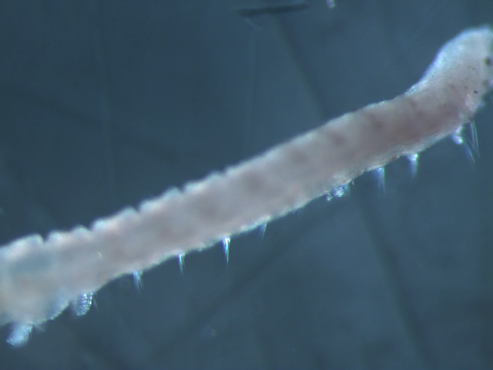 Pygospio elegans