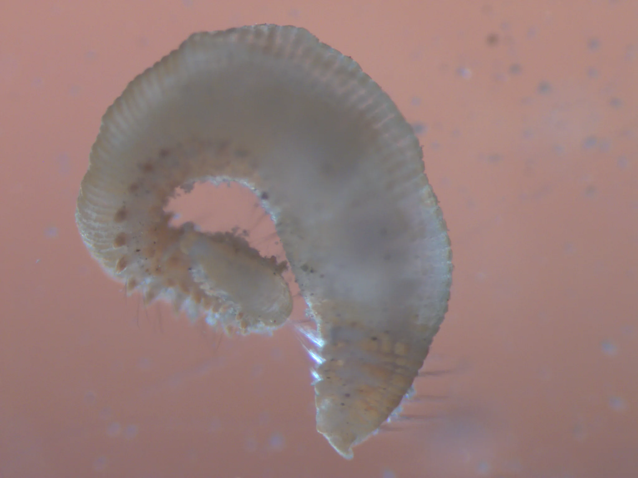 scalibregma inflatum