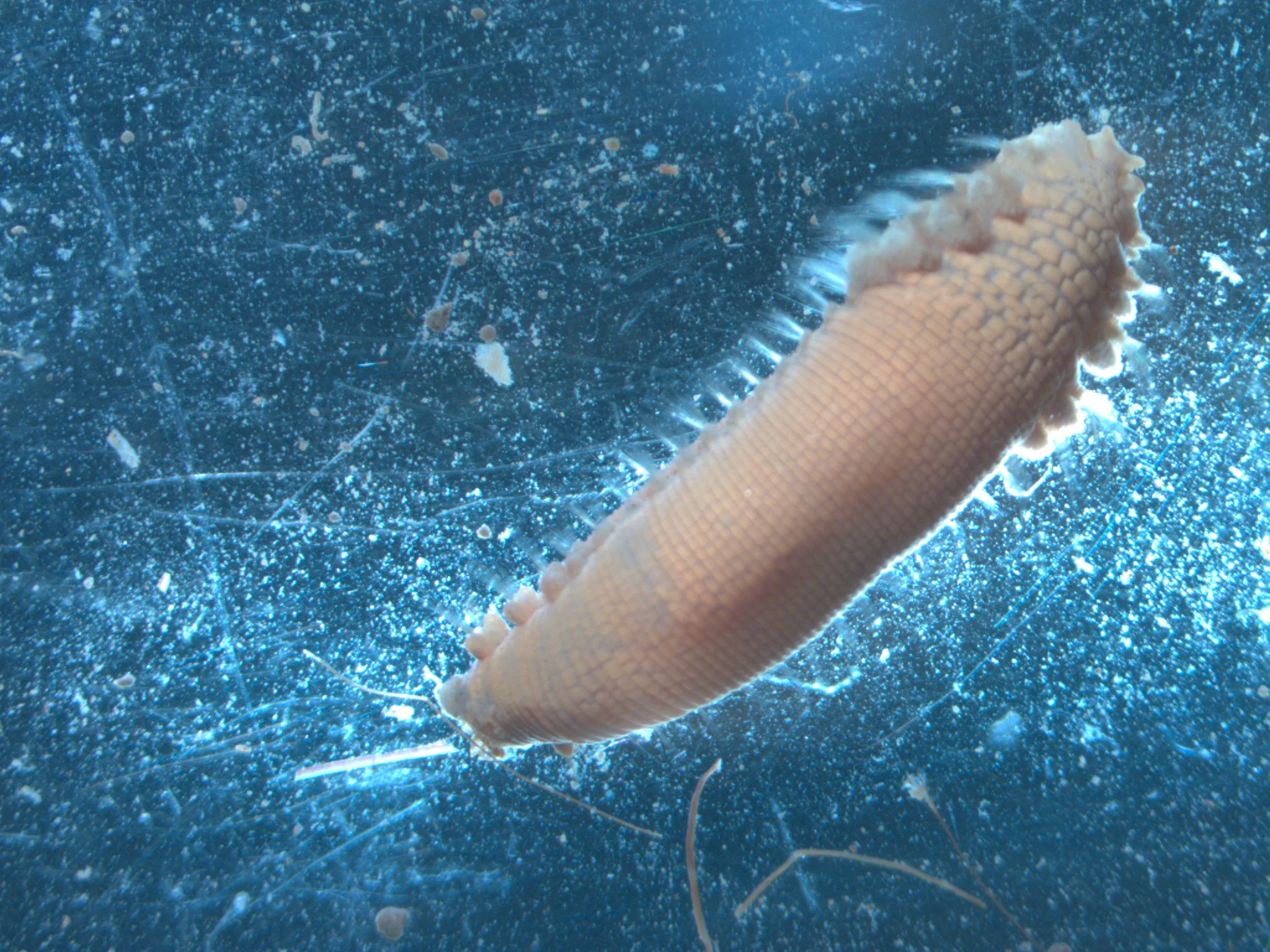 scalibregma inflatum