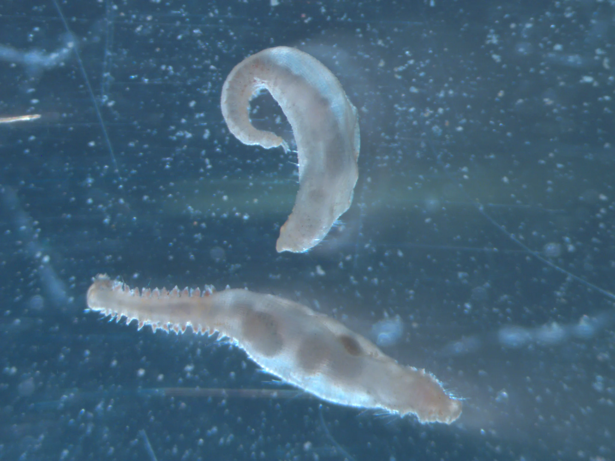 scalibregma inflatum