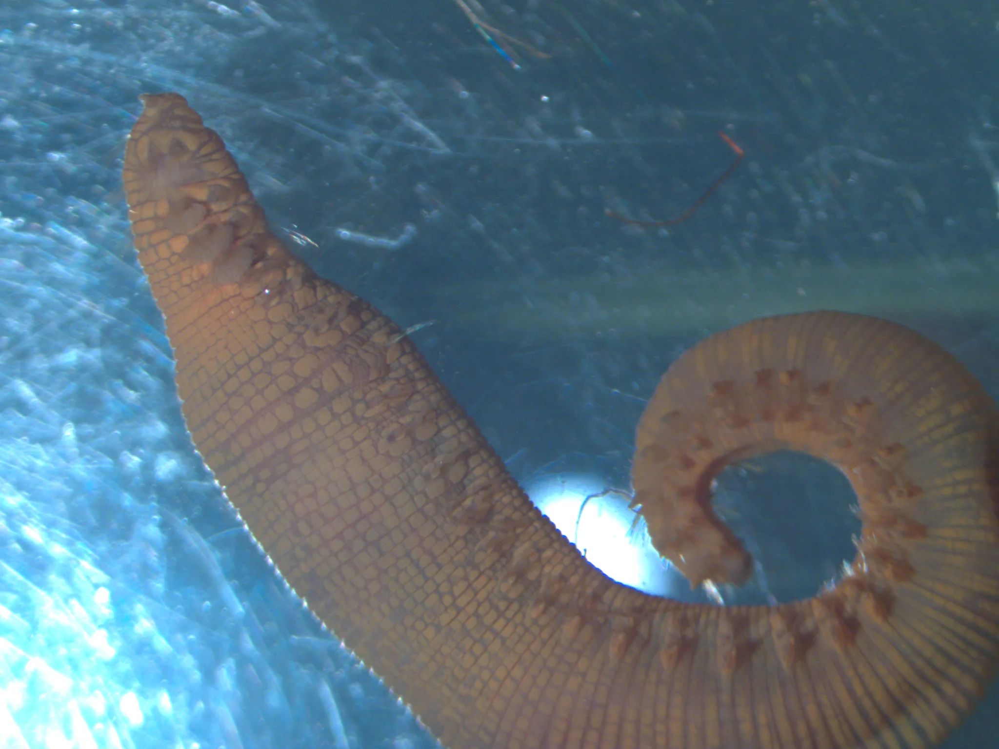 scalibregma inflatum