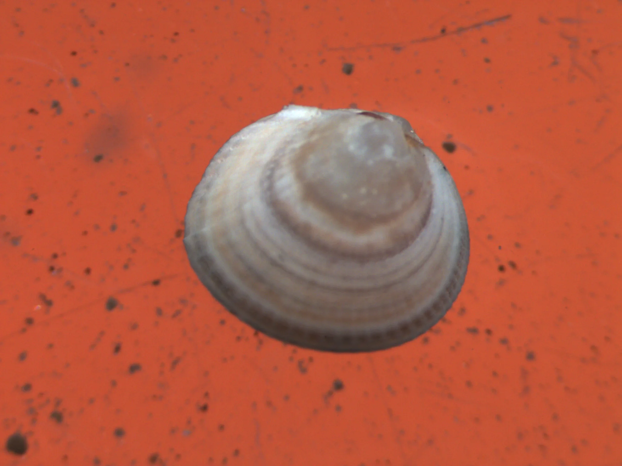 Serripes groenlandicus
