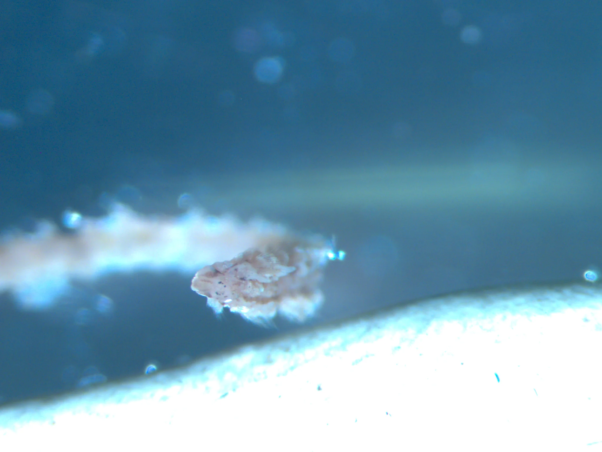 Spionida 1