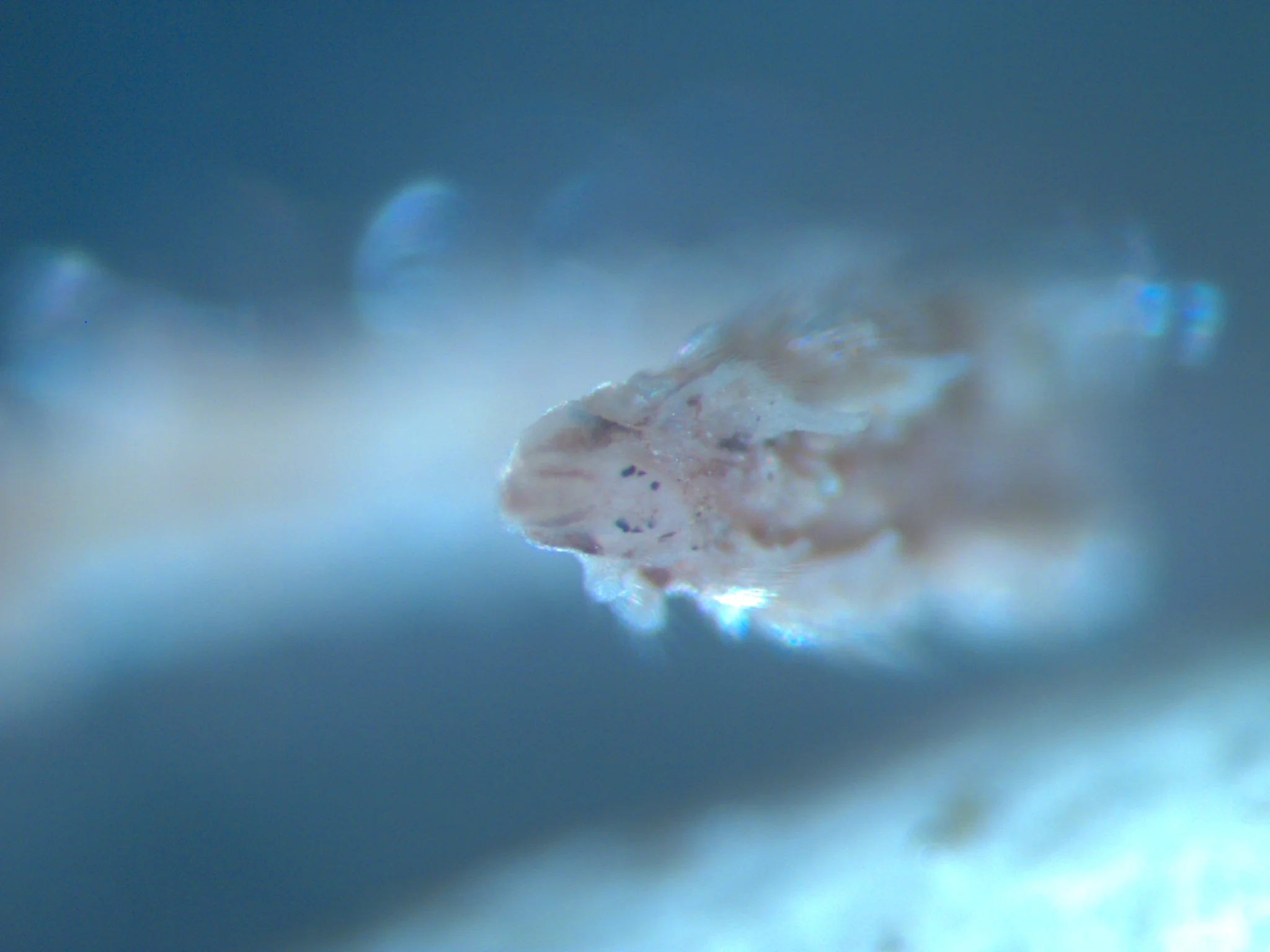 Spionida 1
