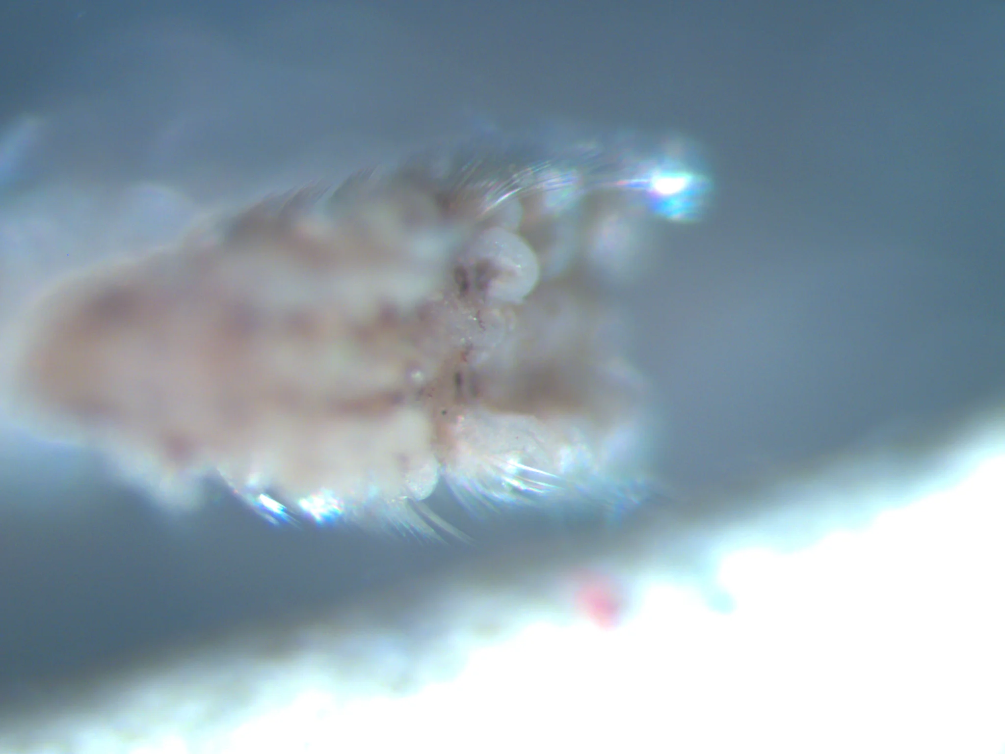 Spionida 1