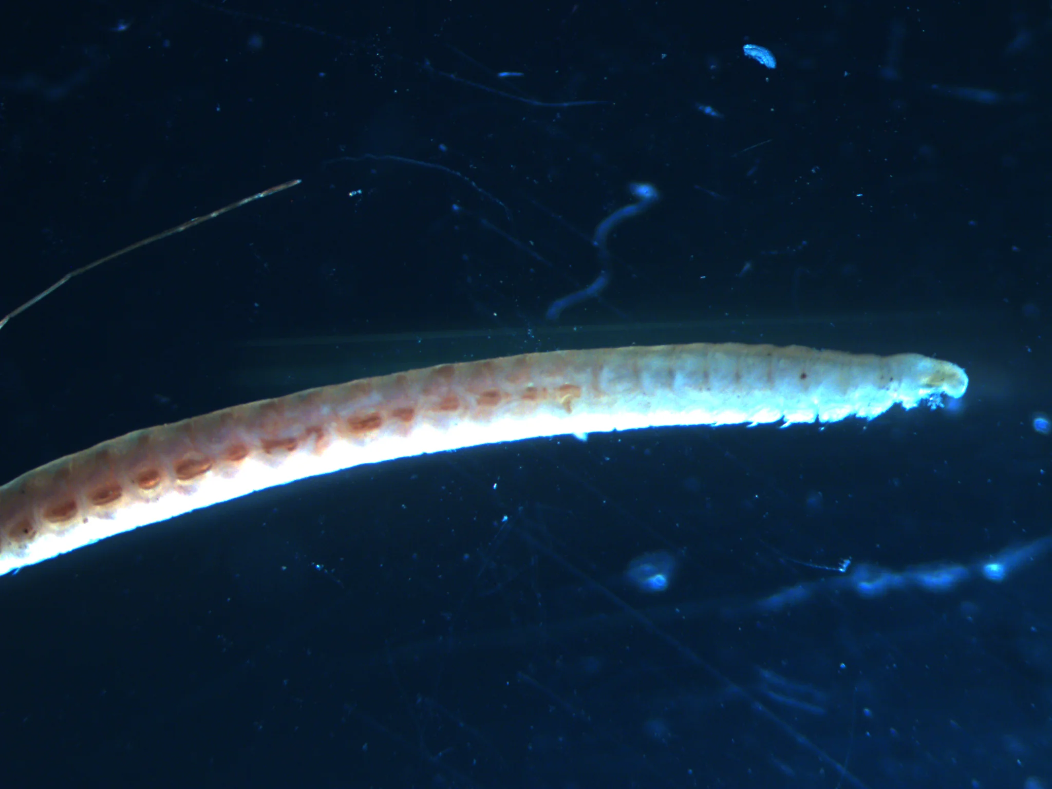 Spionida 2