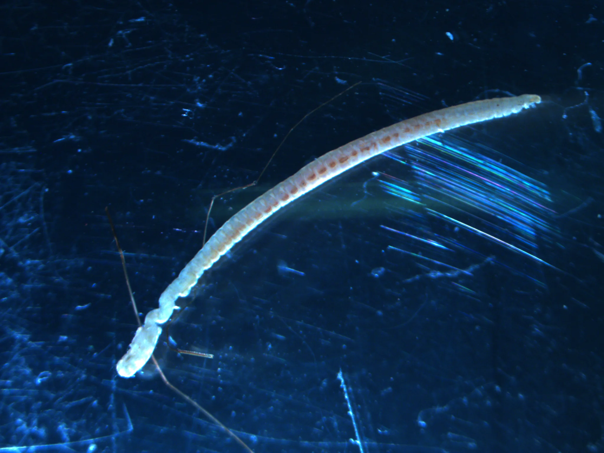 Spionida 2
