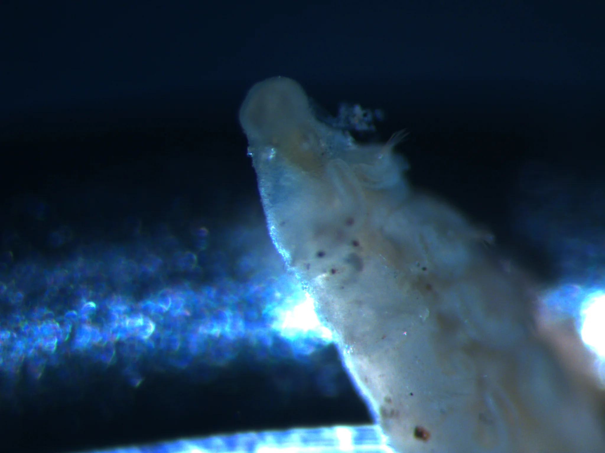 Spionida 2