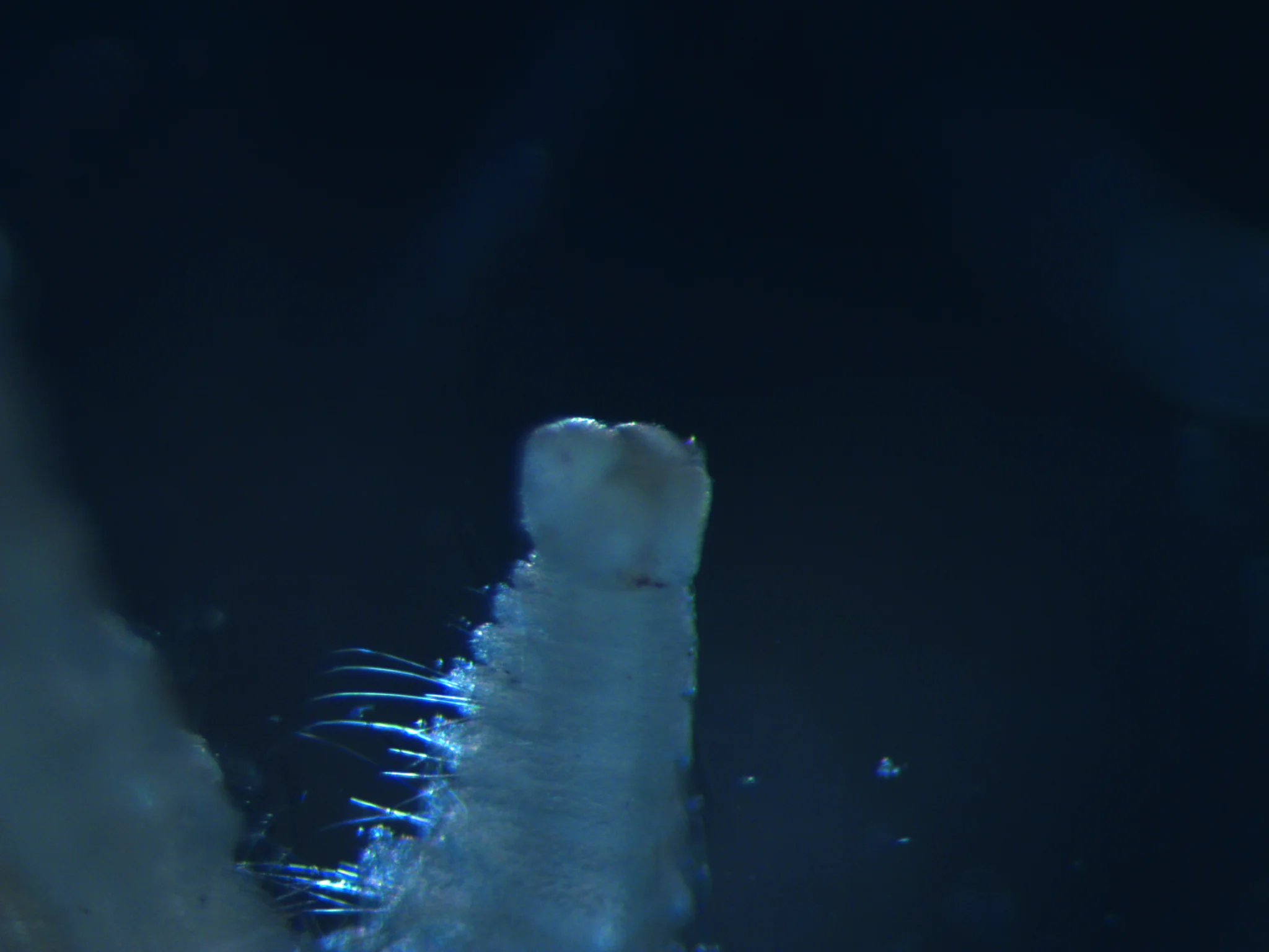 Spionida 2