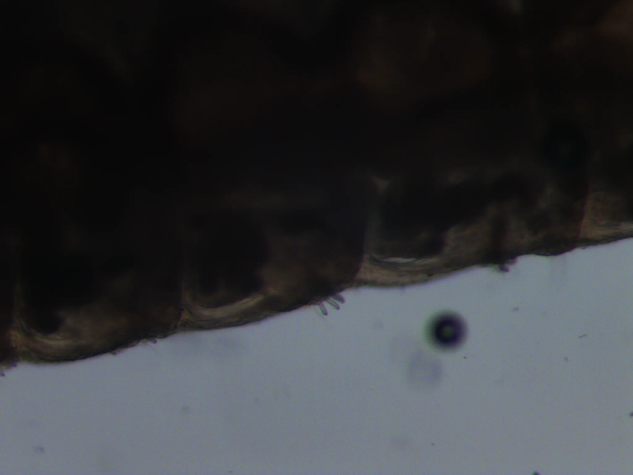 Spionida 2