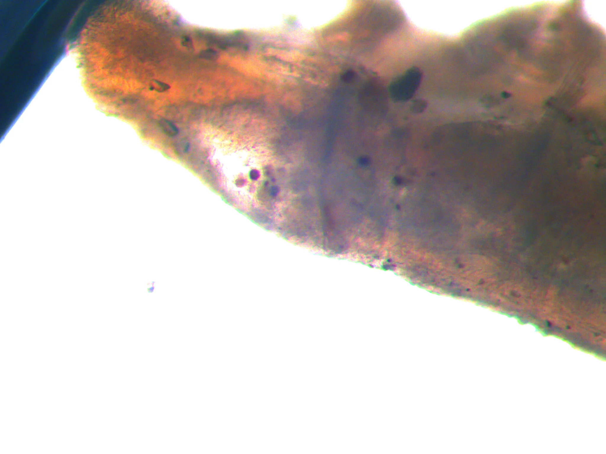 Spionida 2