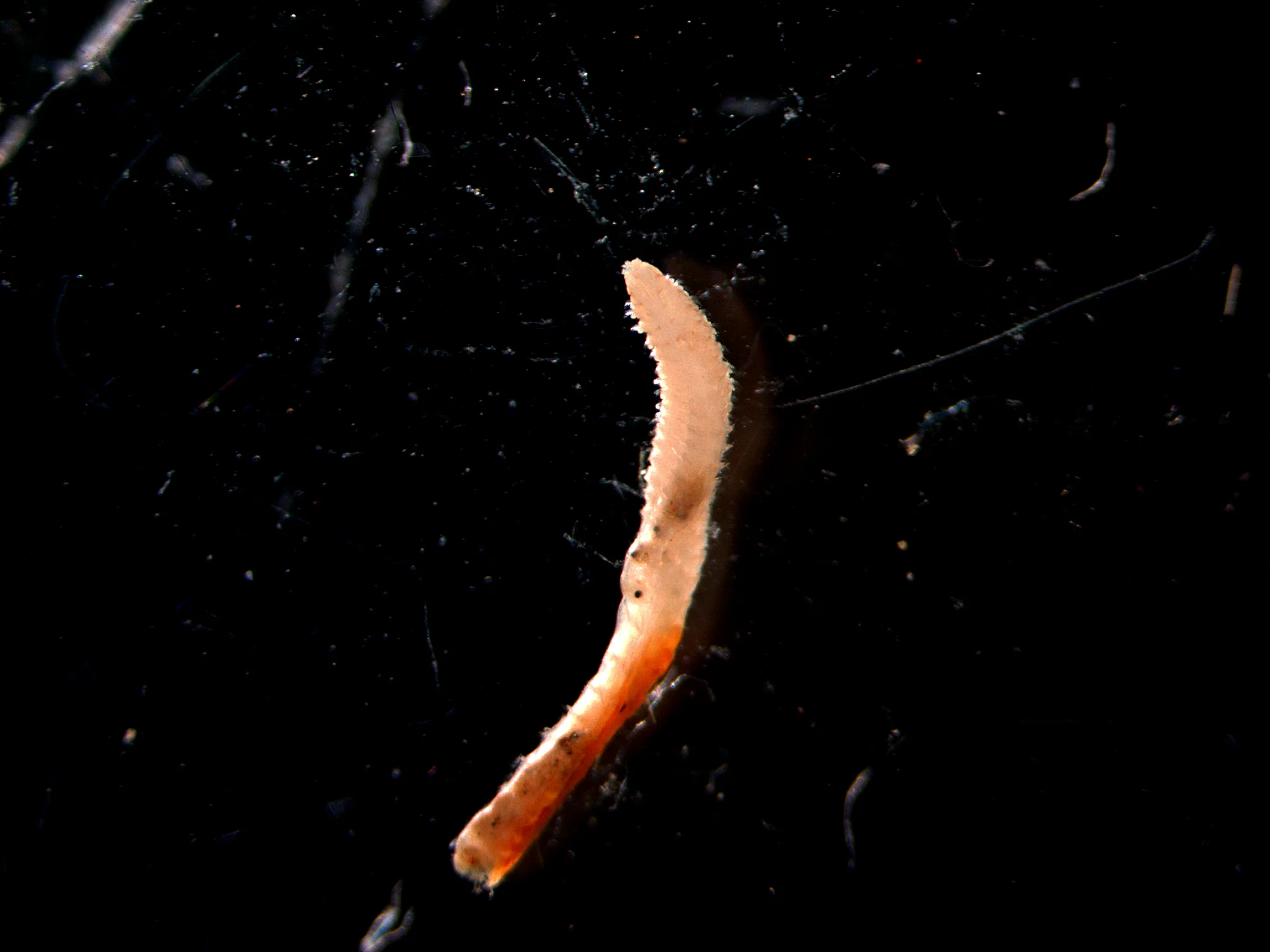 Spionida 3
